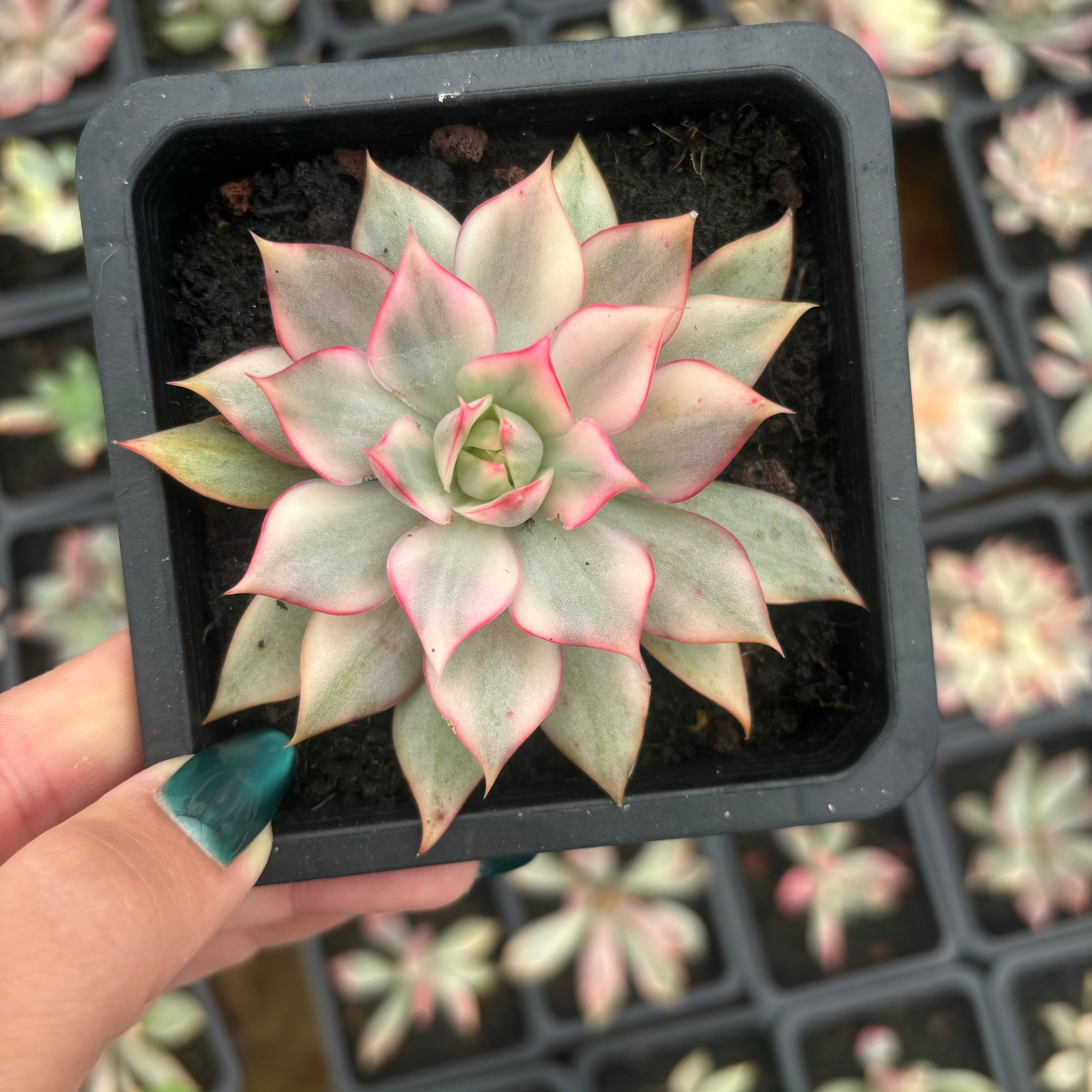 FO73 紅稚蓮錦 エケベリア（鉢物）