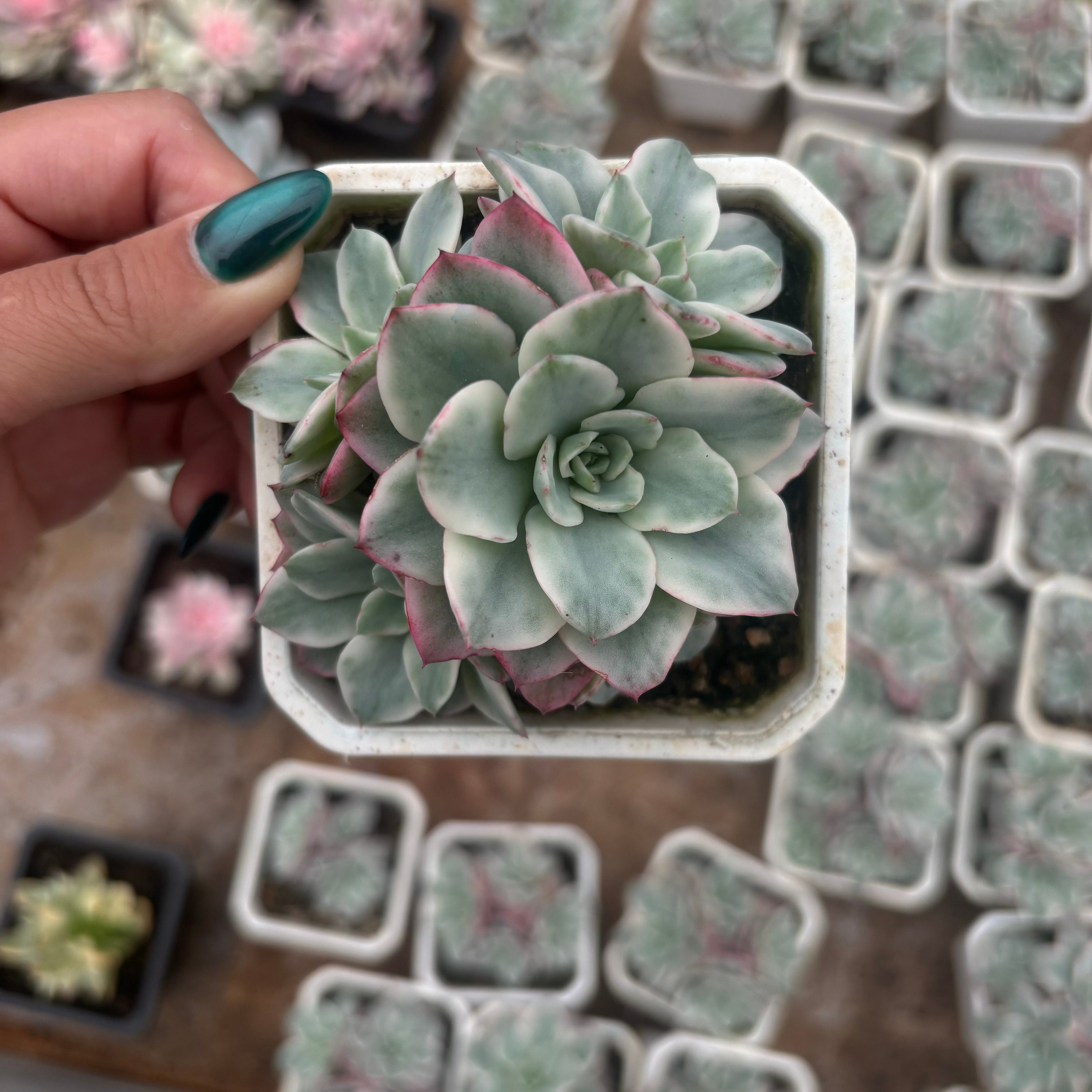 FO74 クリームイエローピーチ錦 エケベリア（鉢物）