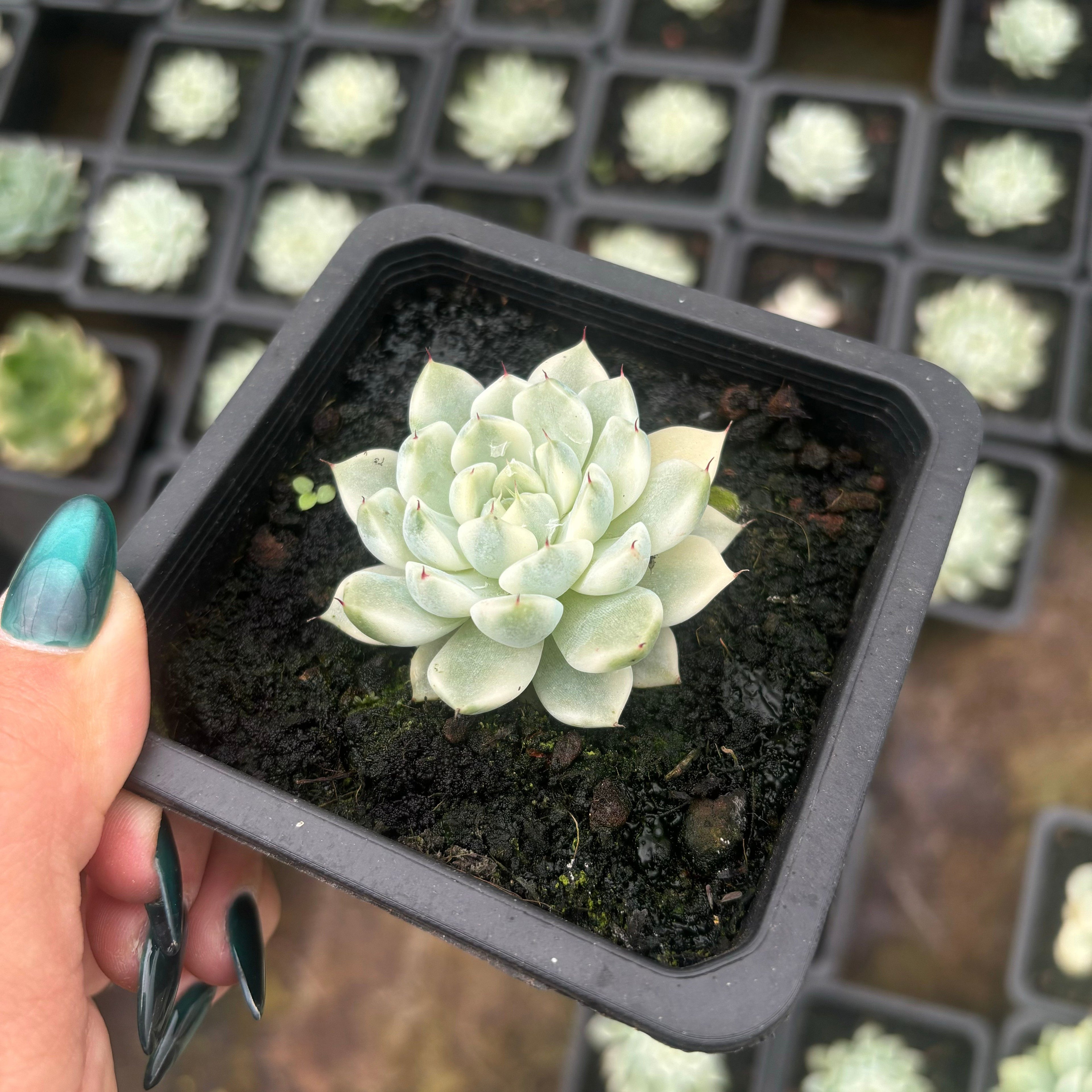 FO75 妲己（だっき）錦 エケベリア（鉢物）