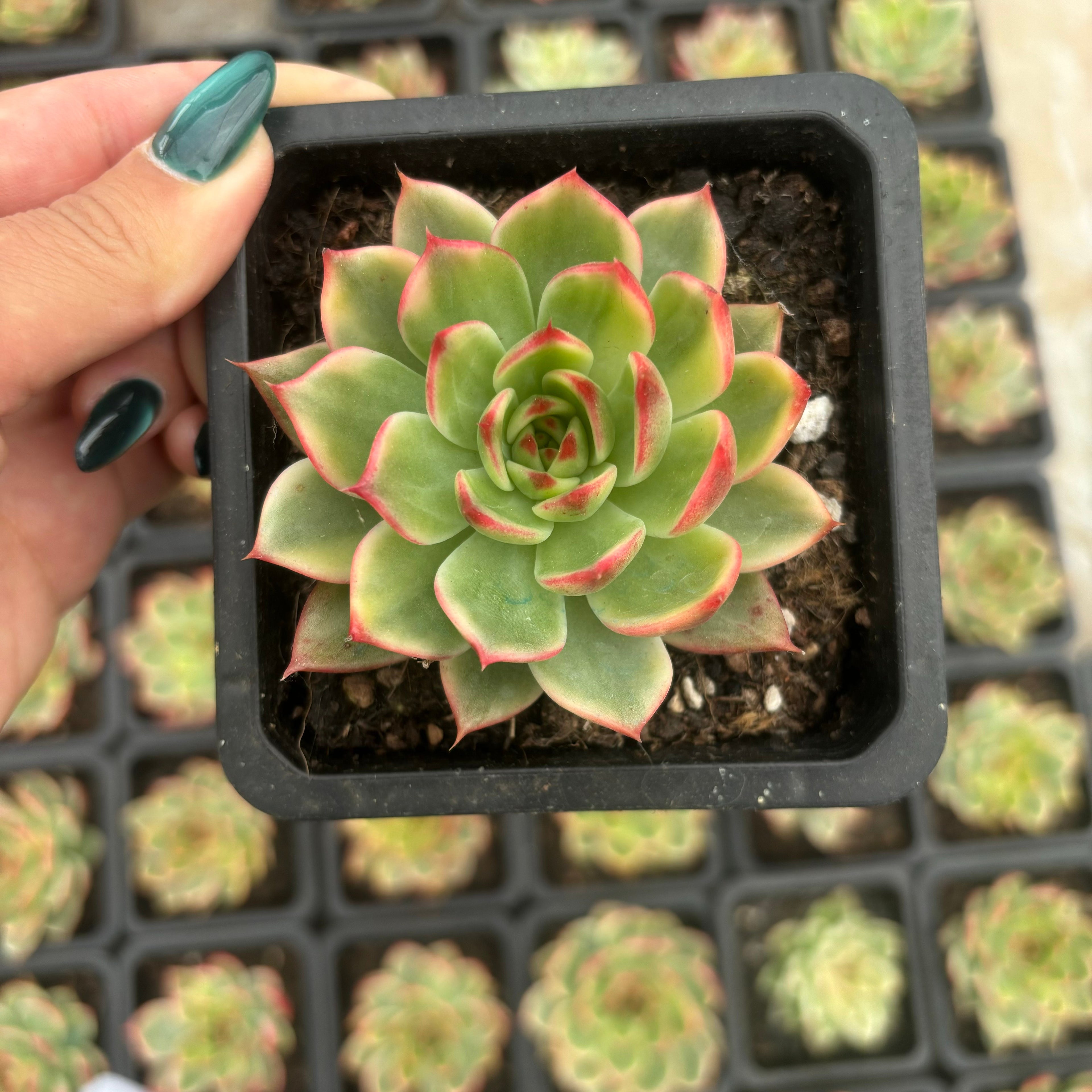 FO76 桃花錦 エケベリア（鉢物）