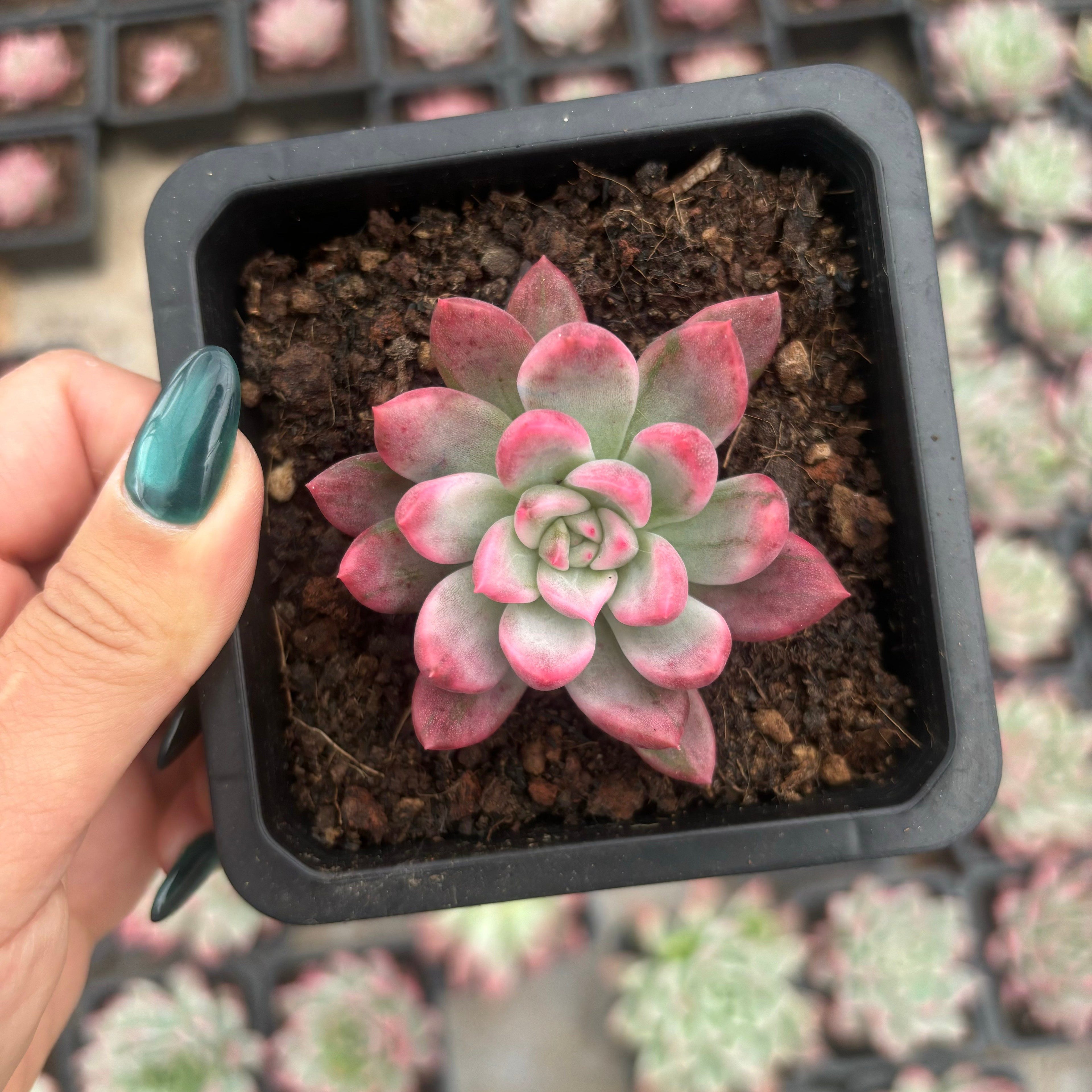 FO77 ジェニー錦 エケベリア（鉢物）