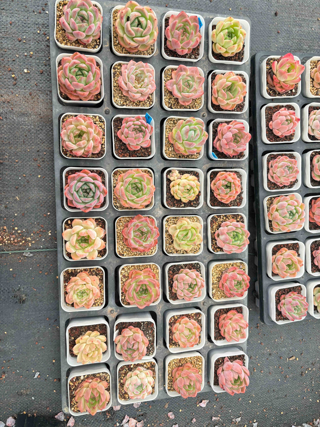 G001 エケベリア マルガン HYB