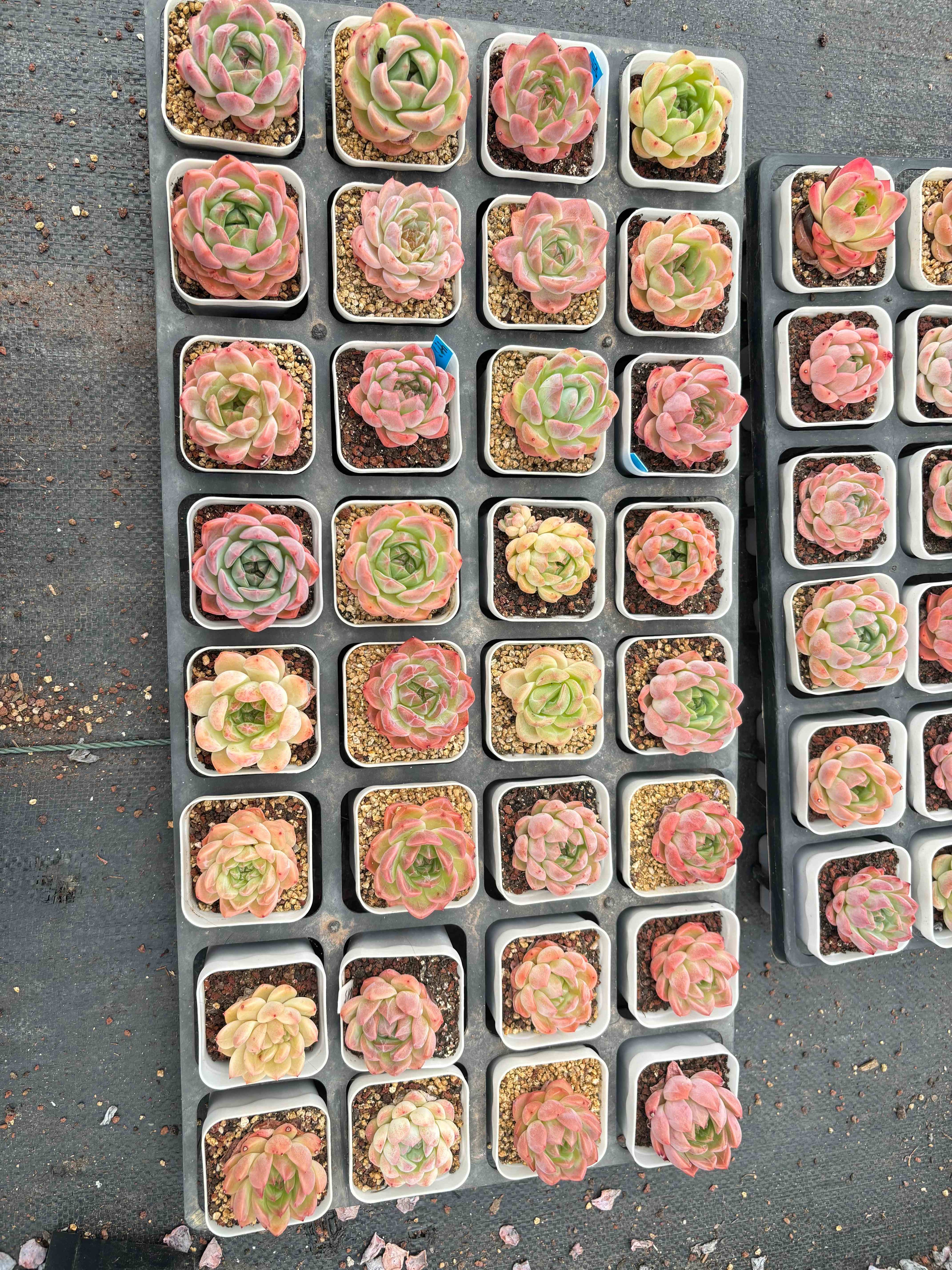 G001 エケベリア マルガン HYB