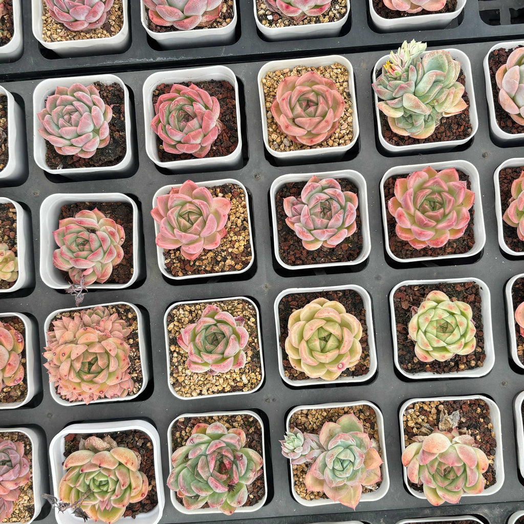 G001 エケベリア マルガン HYB