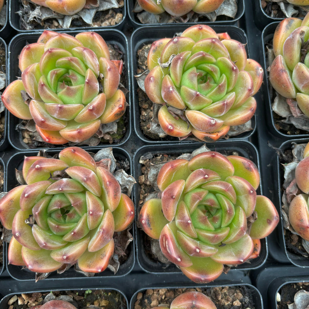 L001 エケベリア ラオ・ジン