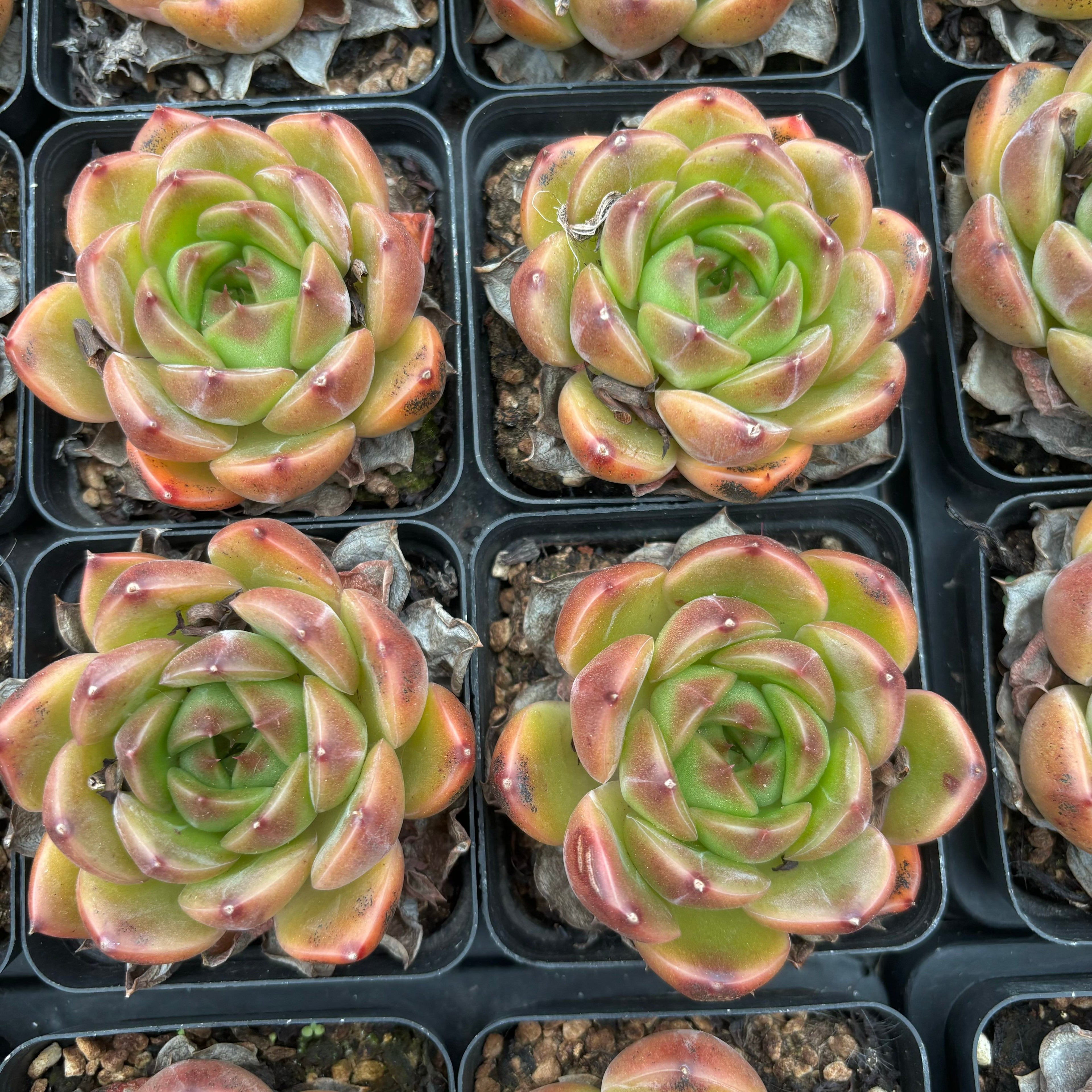 L001 エケベリア ラオ・ジン