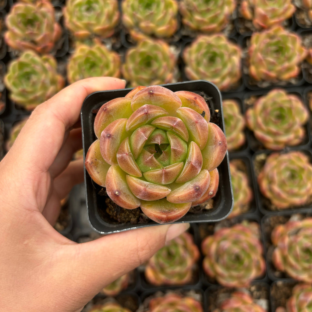 L001 エケベリア ラオ・ジン