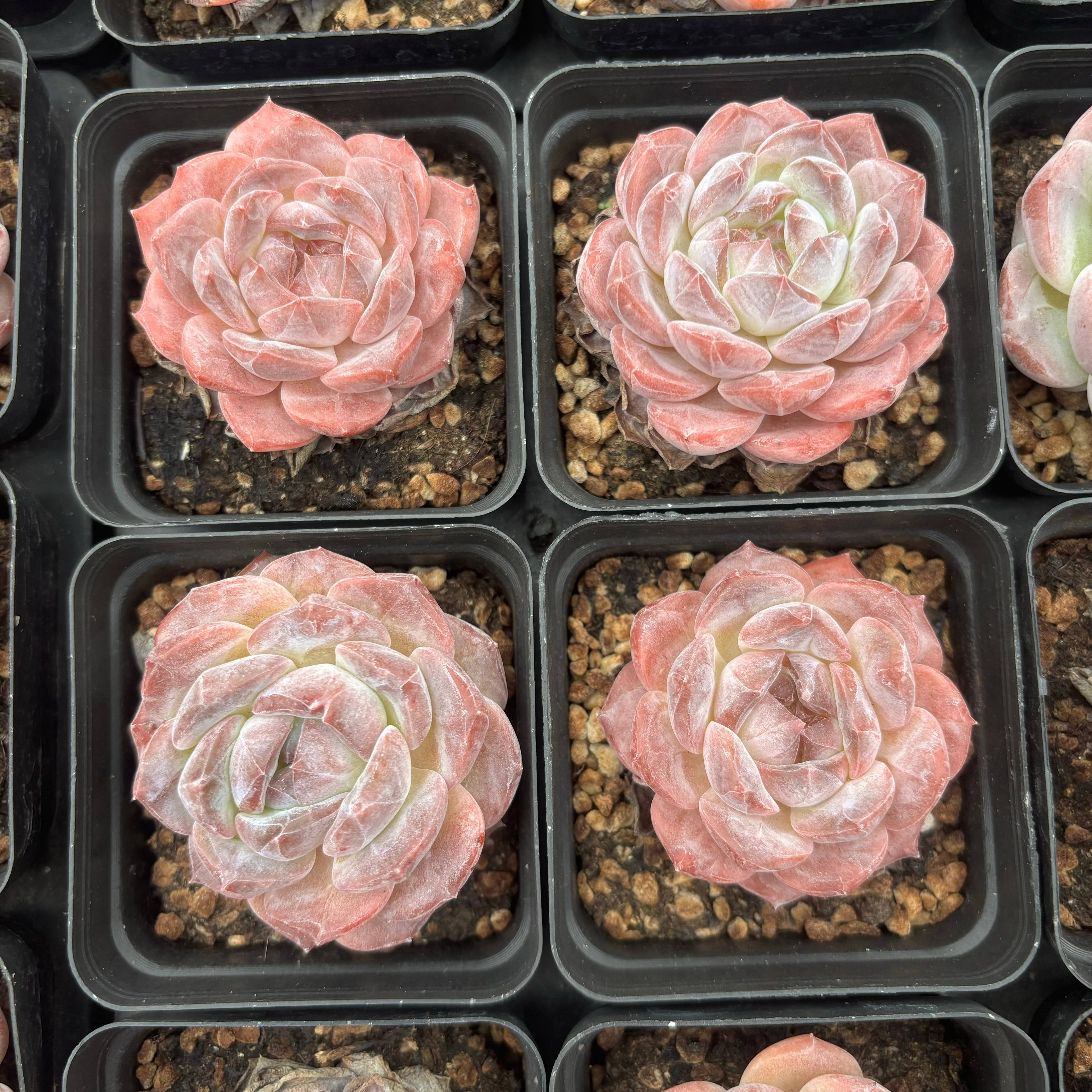 L002 エケベリア アイス・スピリット