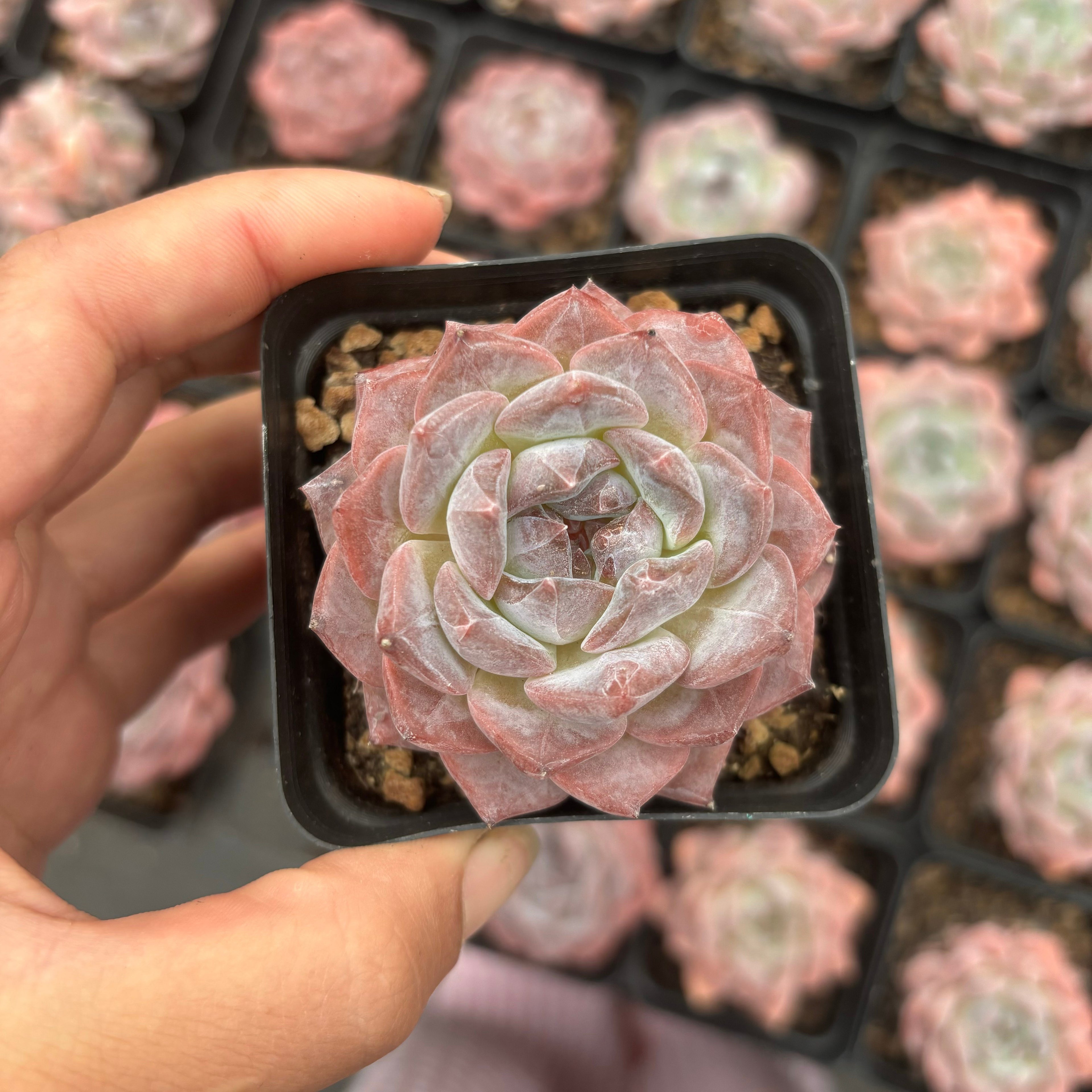 L002 エケベリア アイス・スピリット