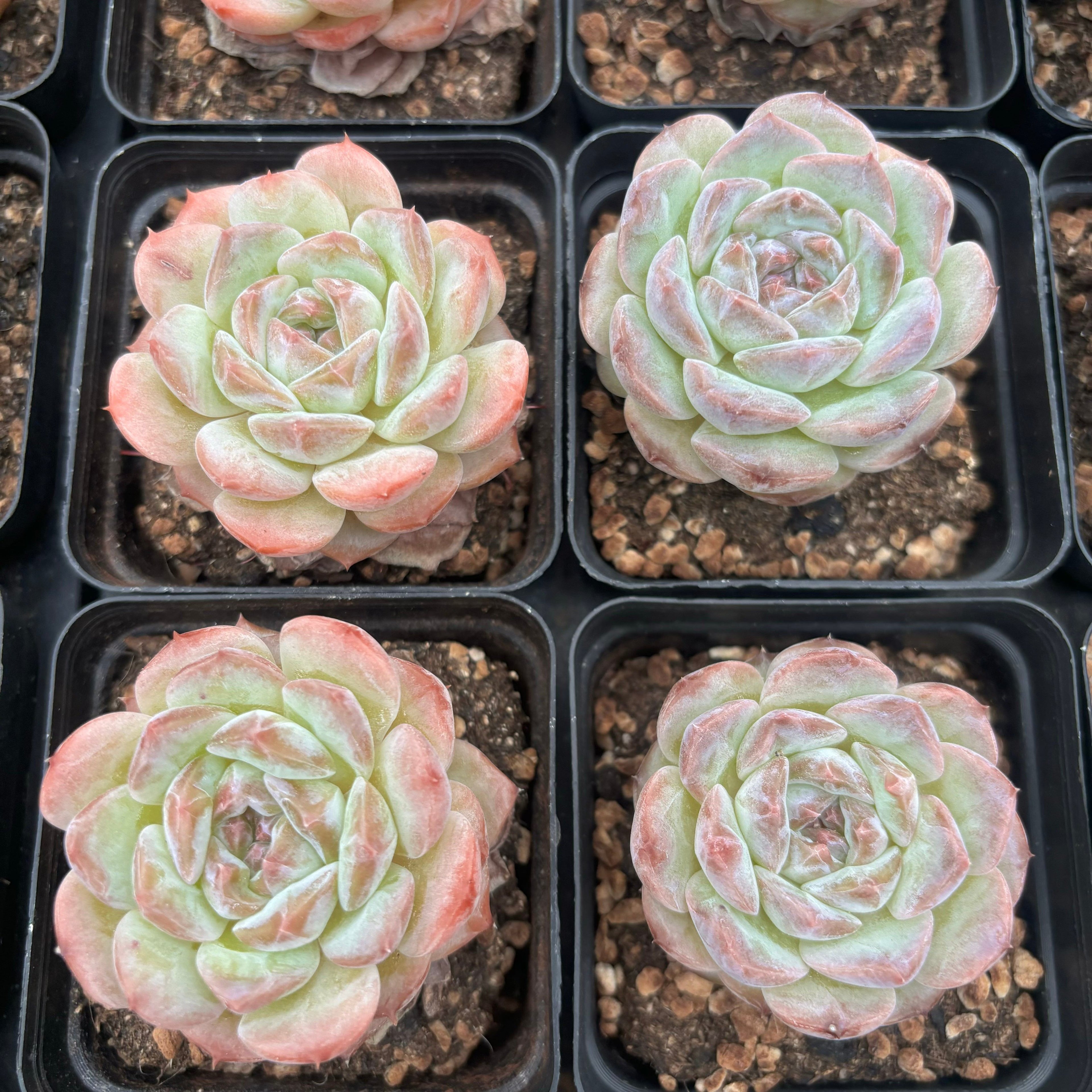 L003 エケベリア フェアリー・フロスト