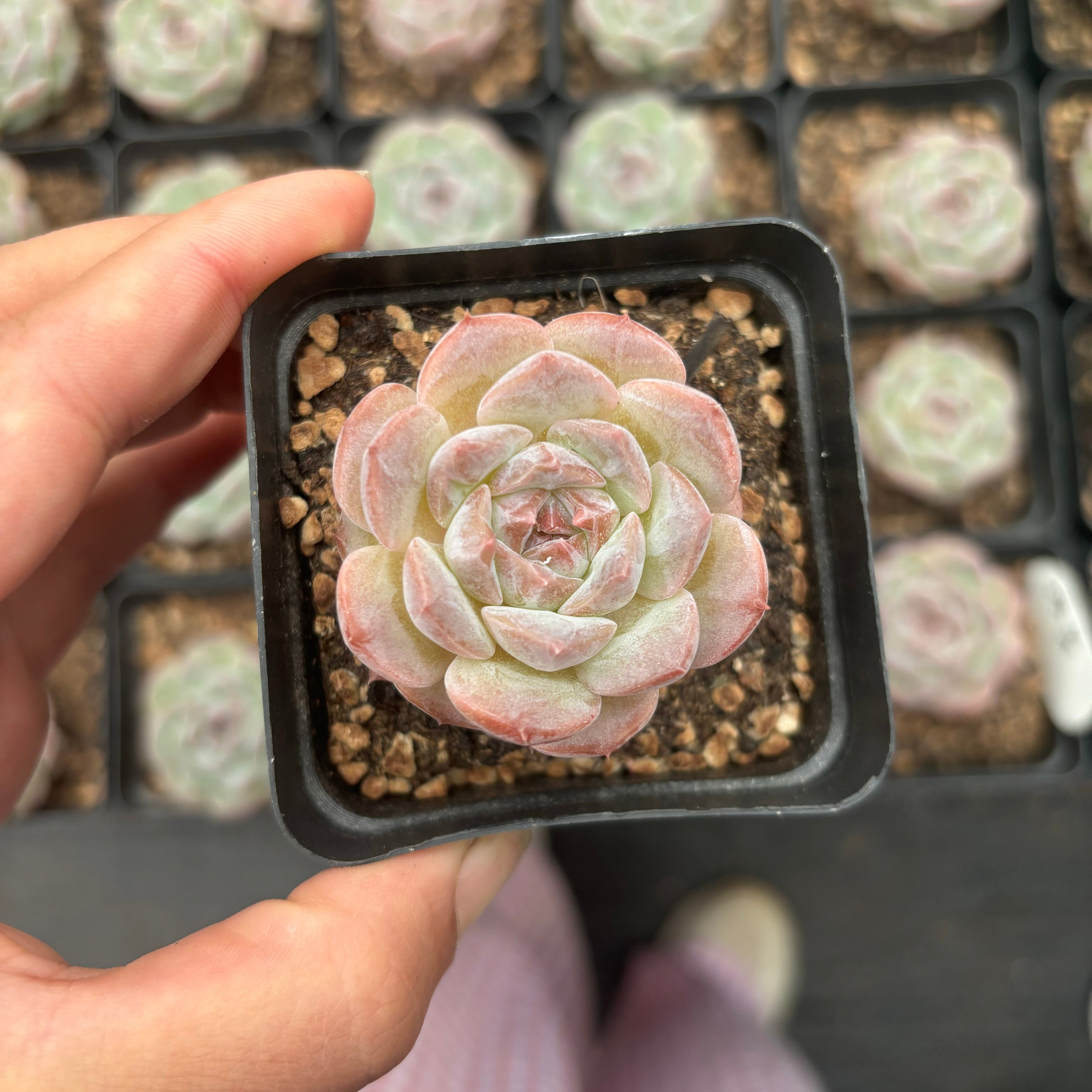 L003 エケベリア フェアリー・フロスト