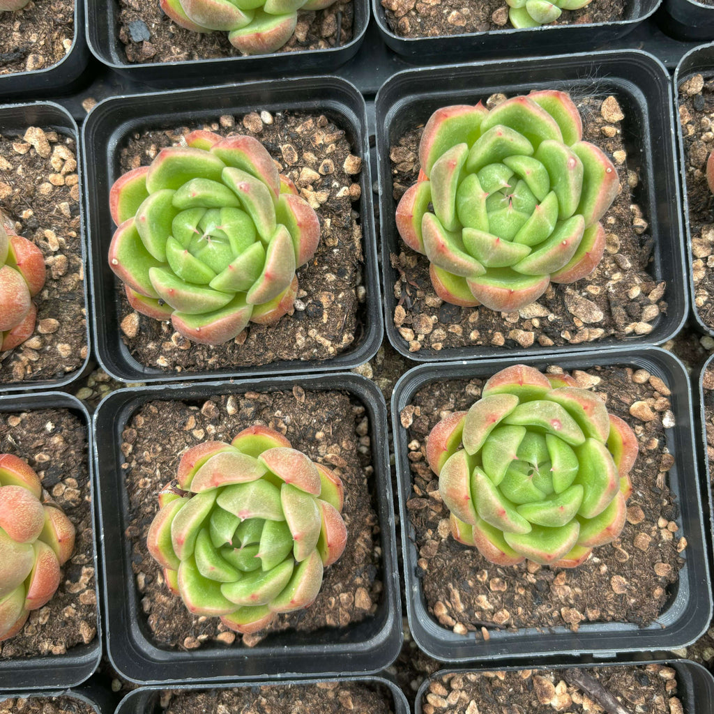 L004 エケベリア グリーン・ジェニー