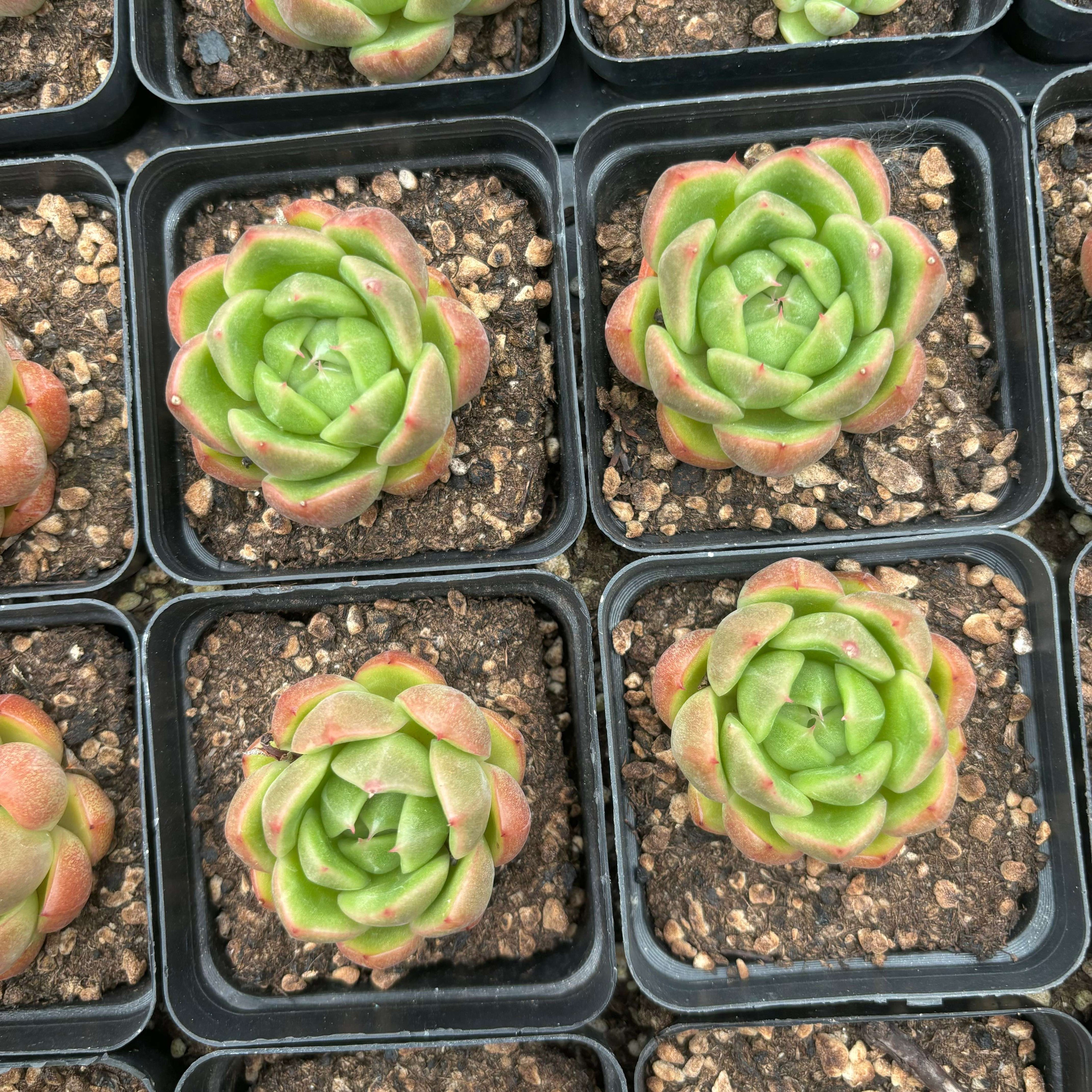 L004 エケベリア グリーン・ジェニー