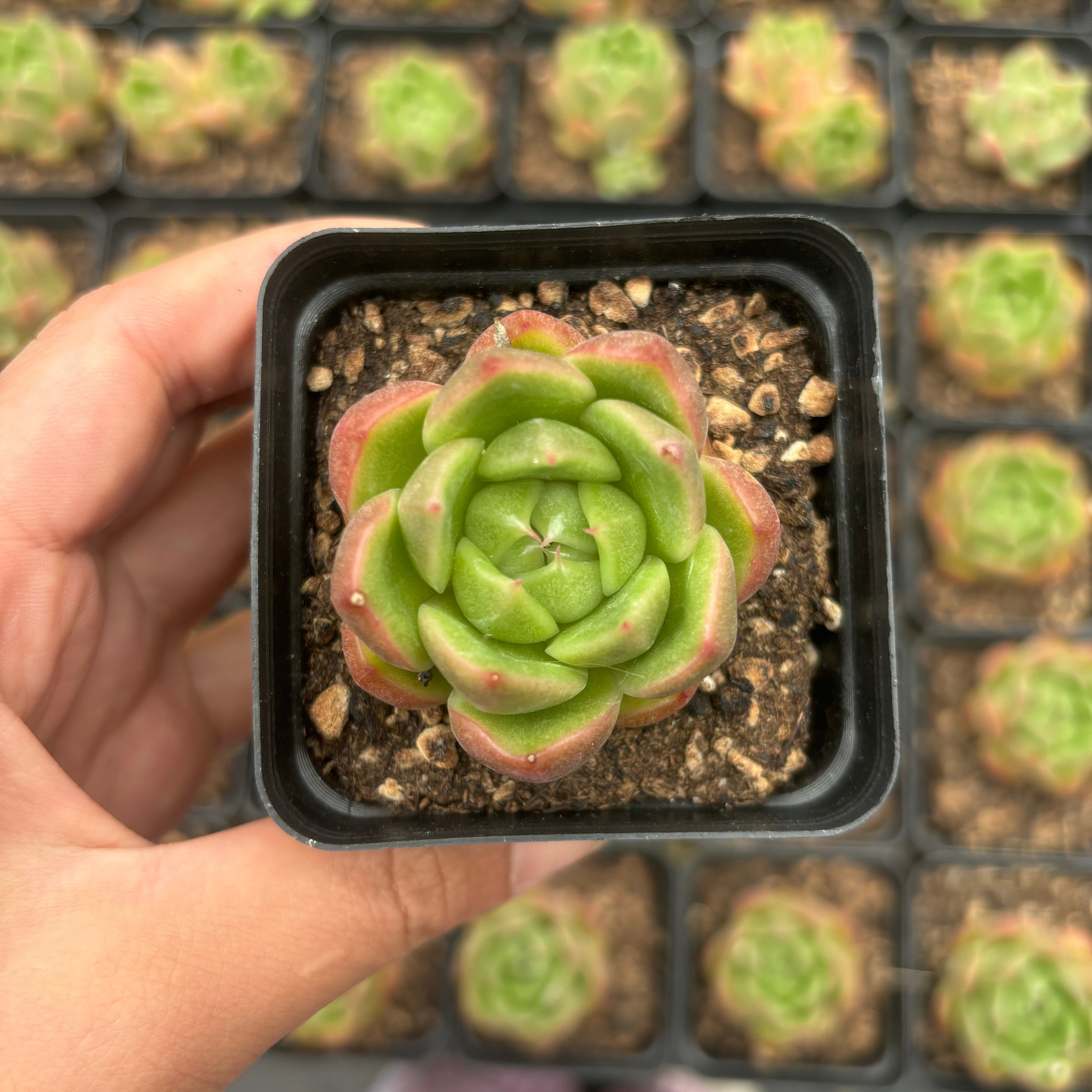 L004 エケベリア グリーン・ジェニー