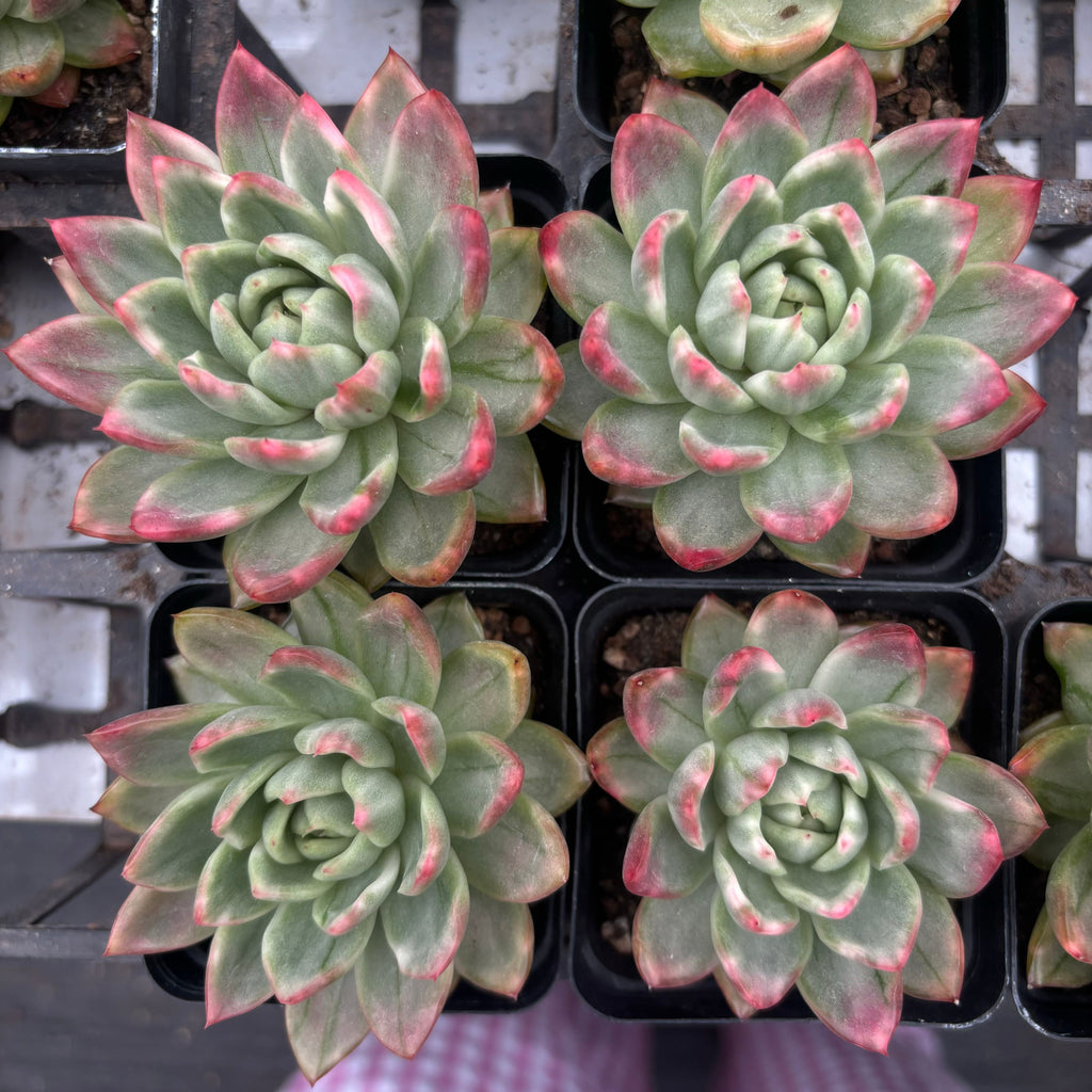 L005 エケベリア クリスタル・ジェニー