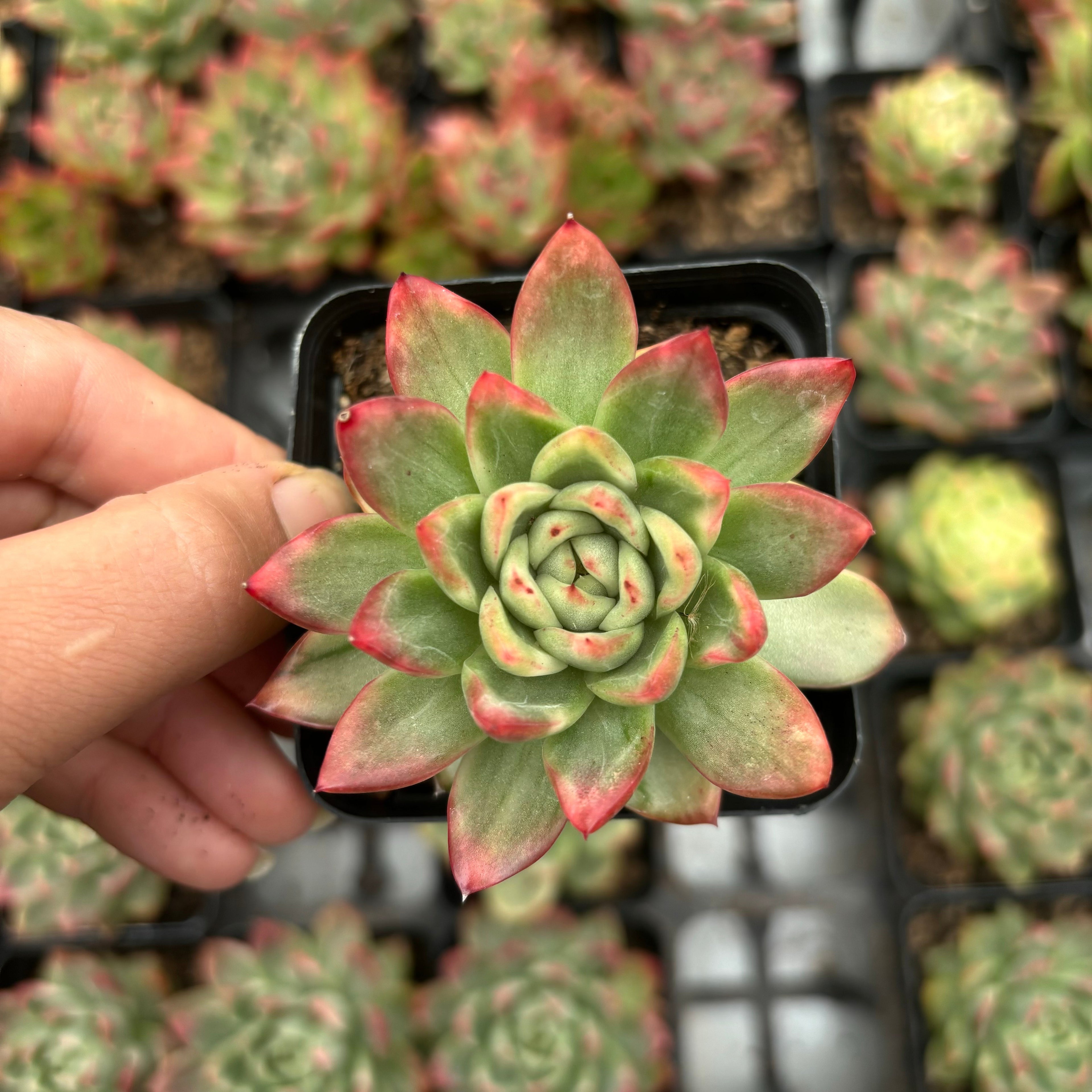 L005 エケベリア クリスタル・ジェニー