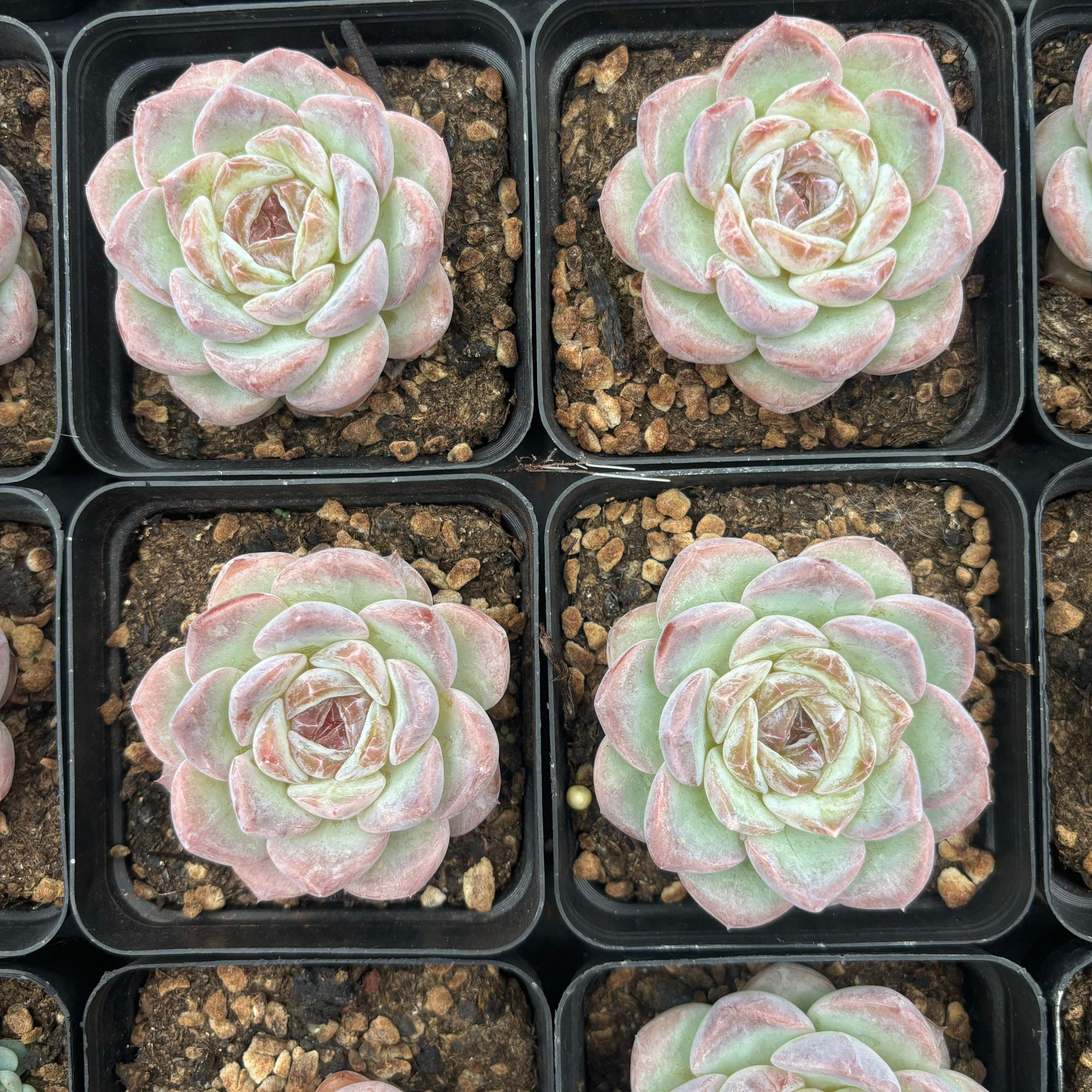 L006 エケベリア フェアリー・フロスト