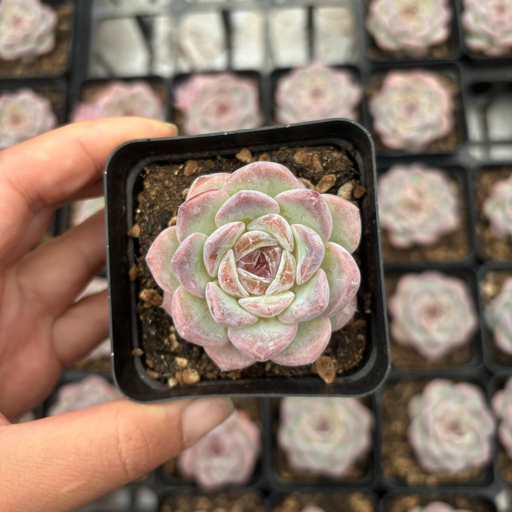 L006 エケベリア フェアリー・フロスト