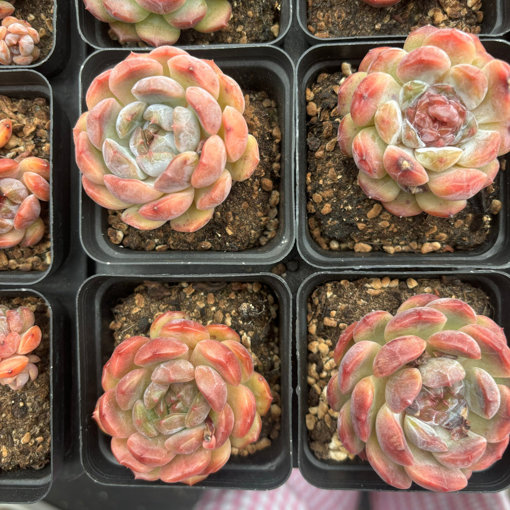 L009 エケベリア レッド・ラブ