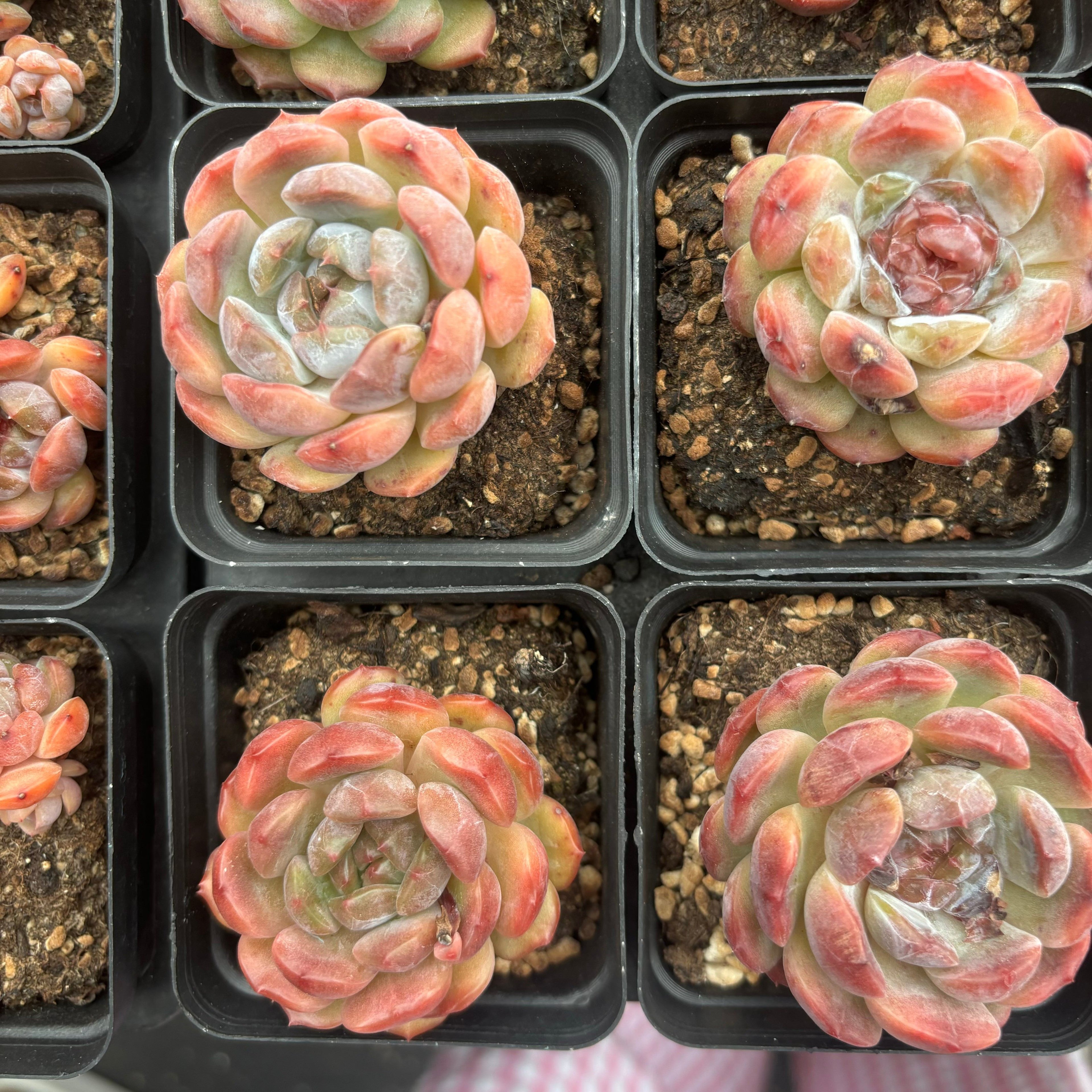 L009 エケベリア レッド・ラブ