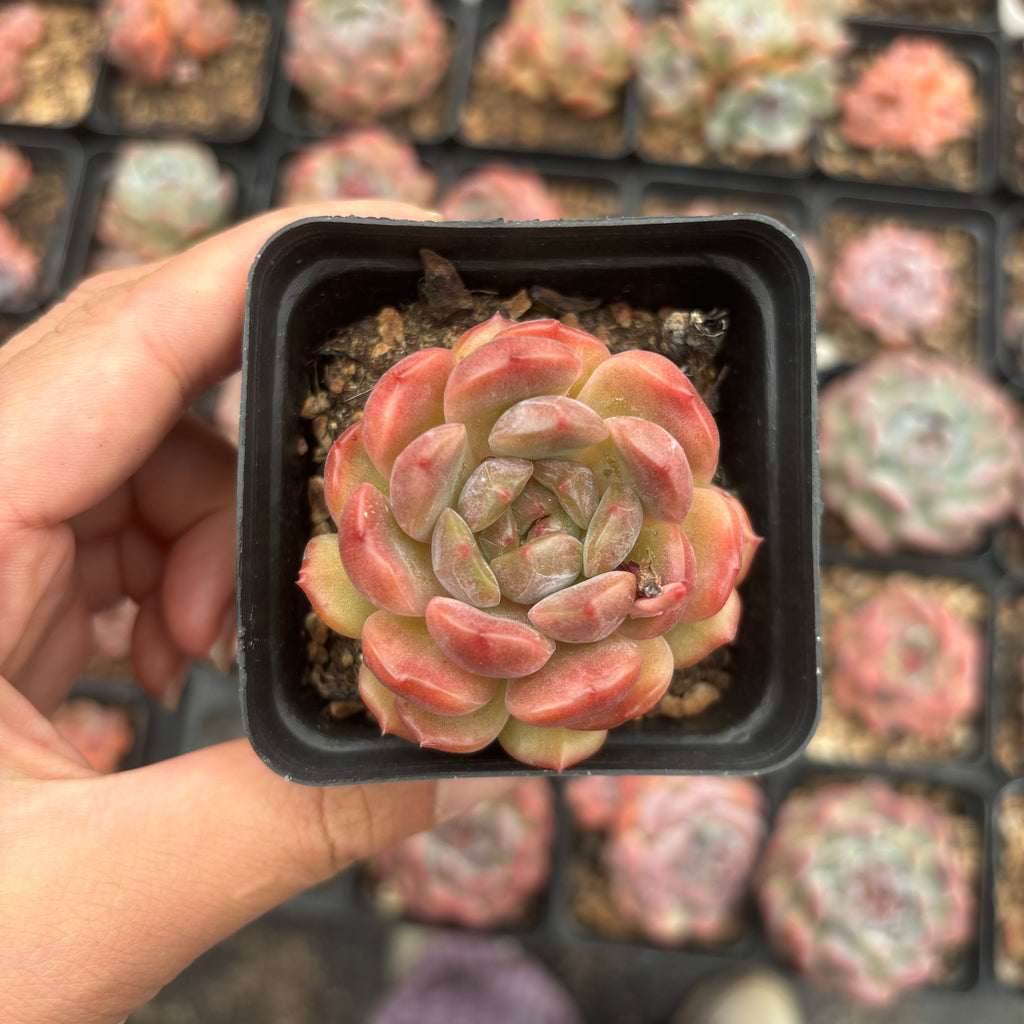 L009 エケベリア レッド・ラブ