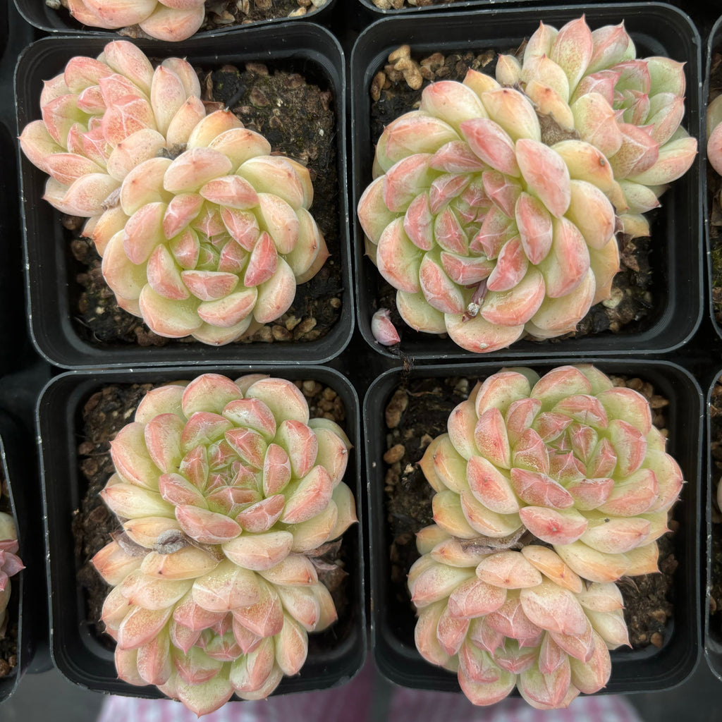 L011 エケベリア スイート・ハート