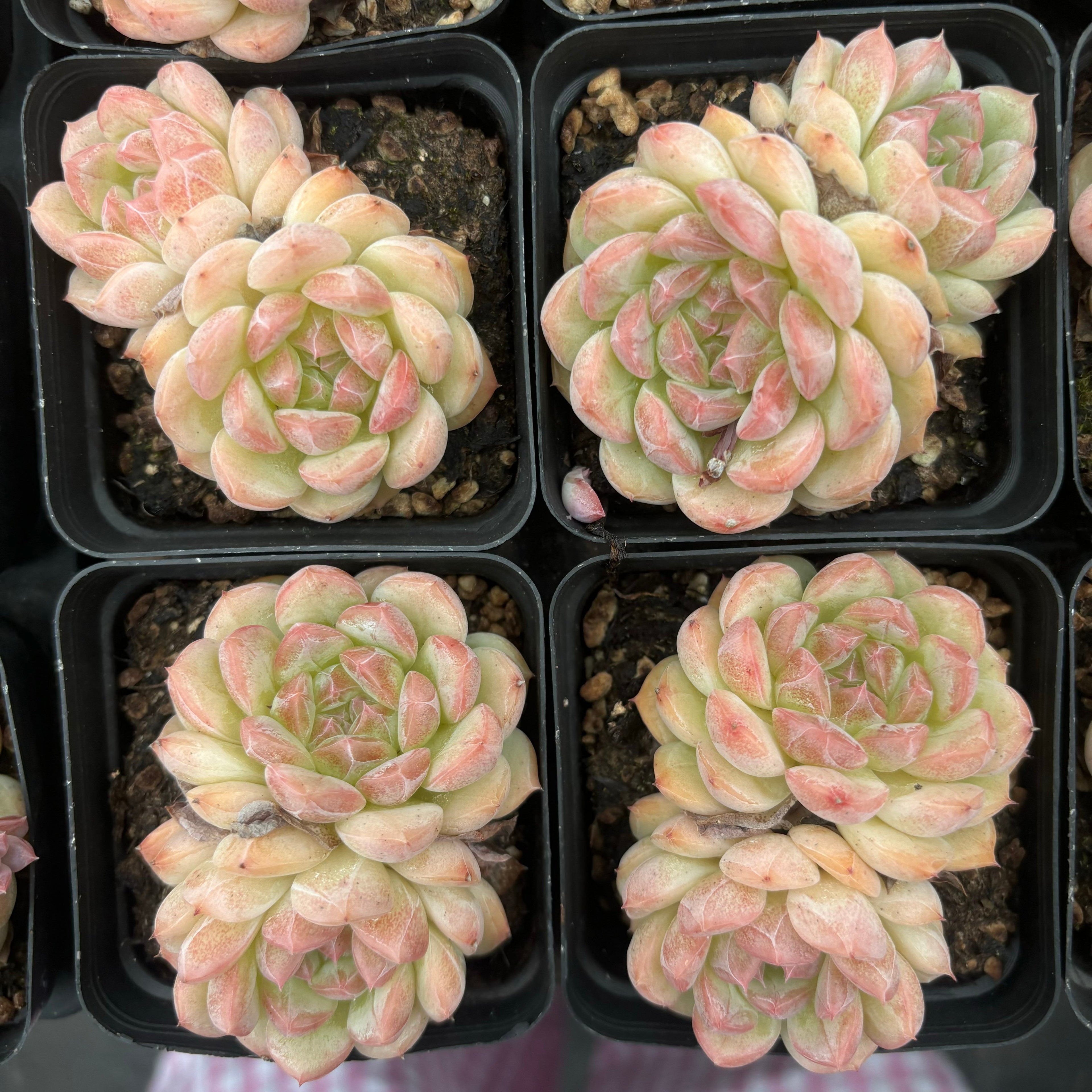 L011 エケベリア スイート・ハート