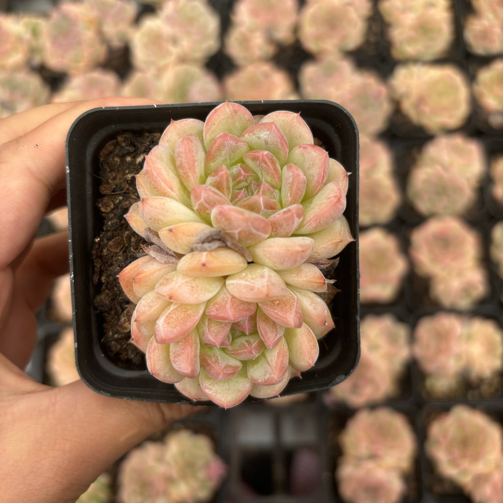 L011 エケベリア スイート・ハート