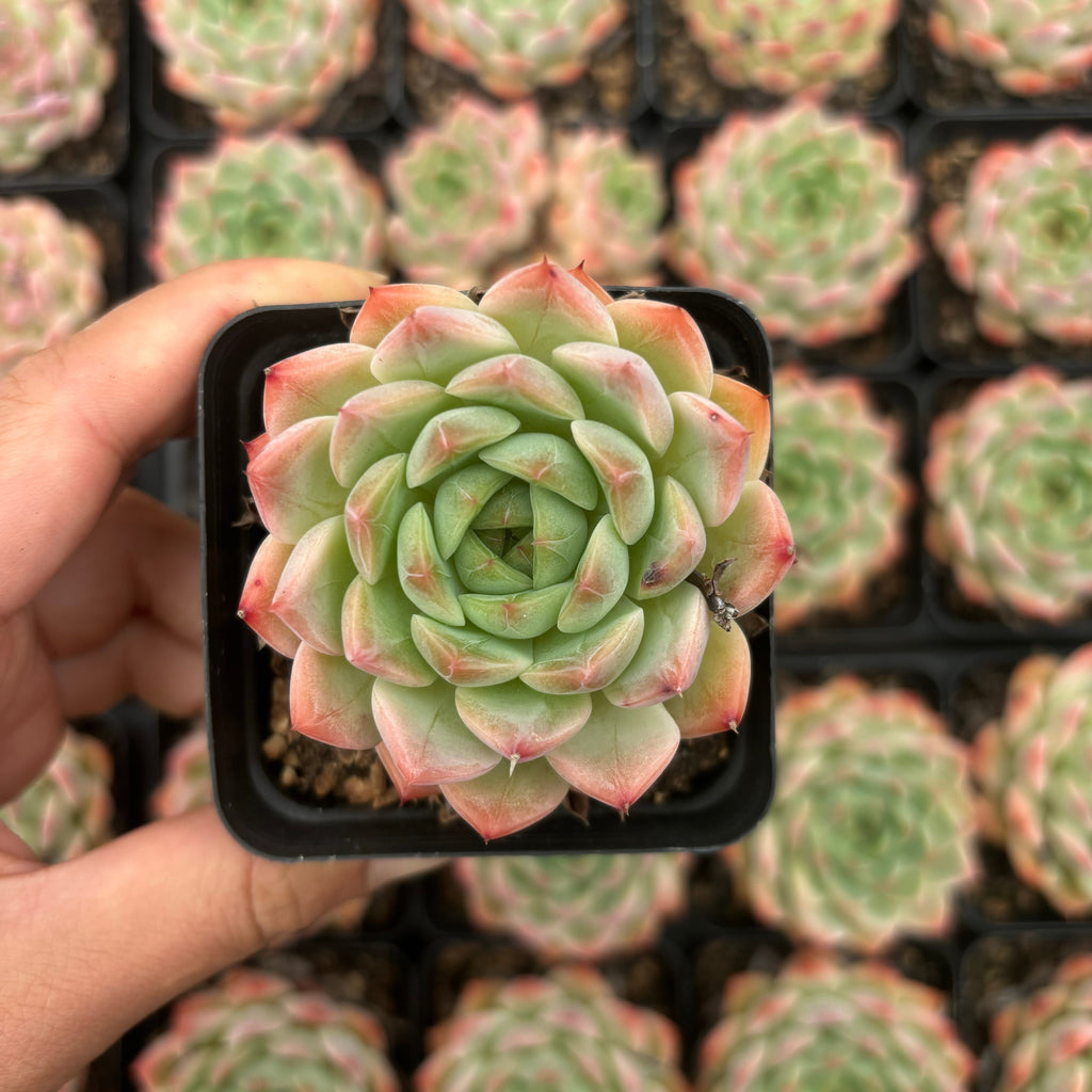 L012  紅恋 エケベリア