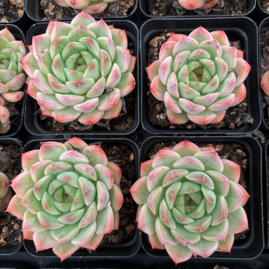 L012  紅恋 エケベリア