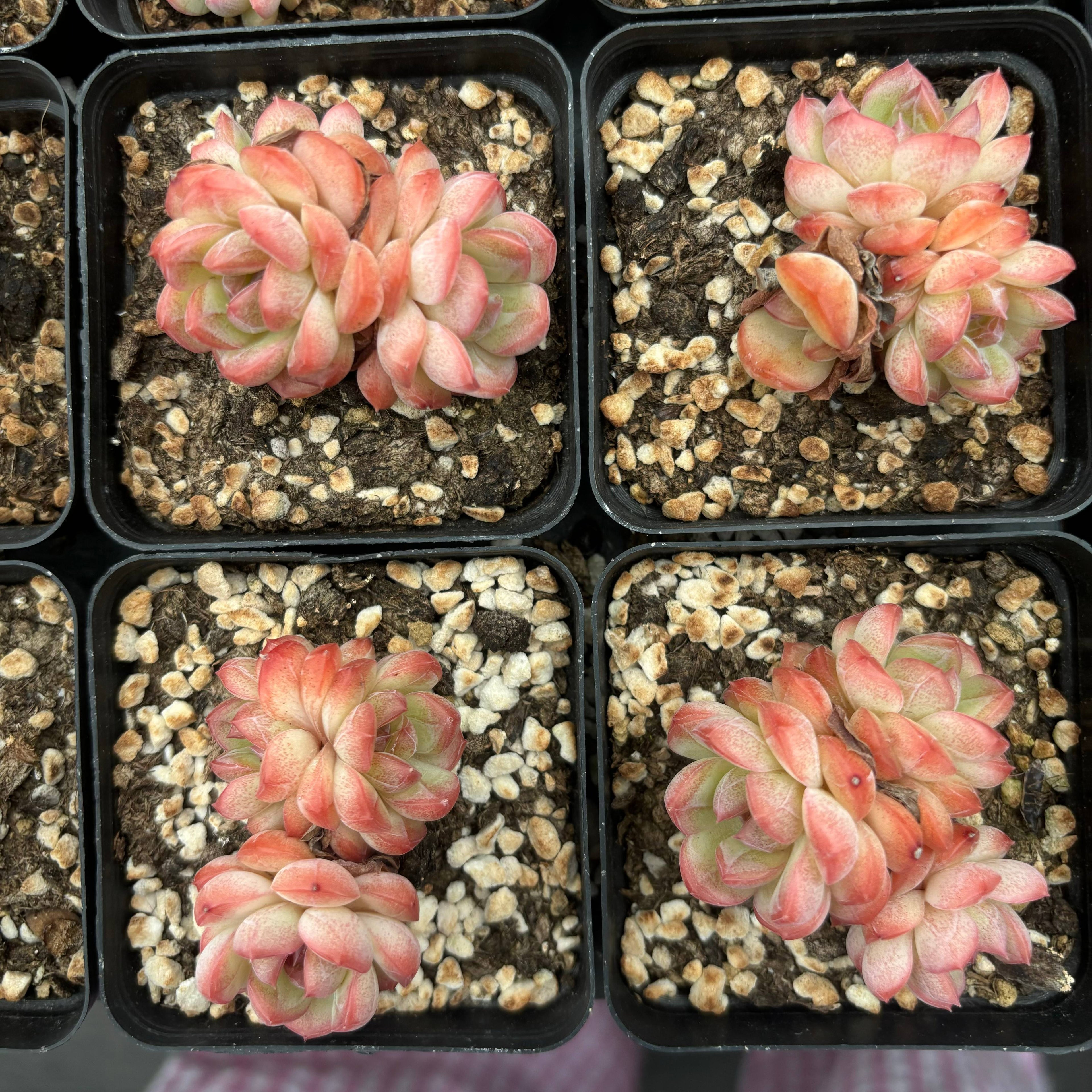 L013 エケベリアキンシン（鉢物）