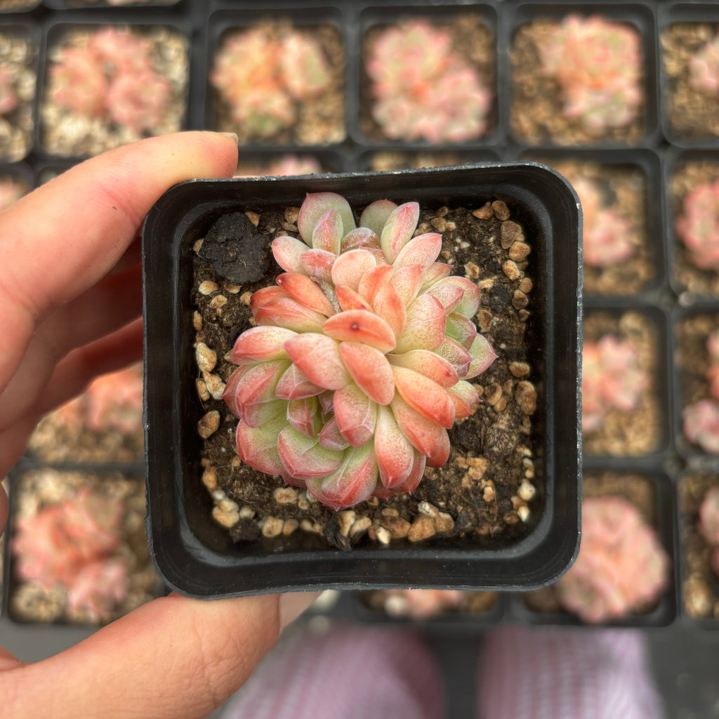 L013 エケベリアキンシン（鉢物）