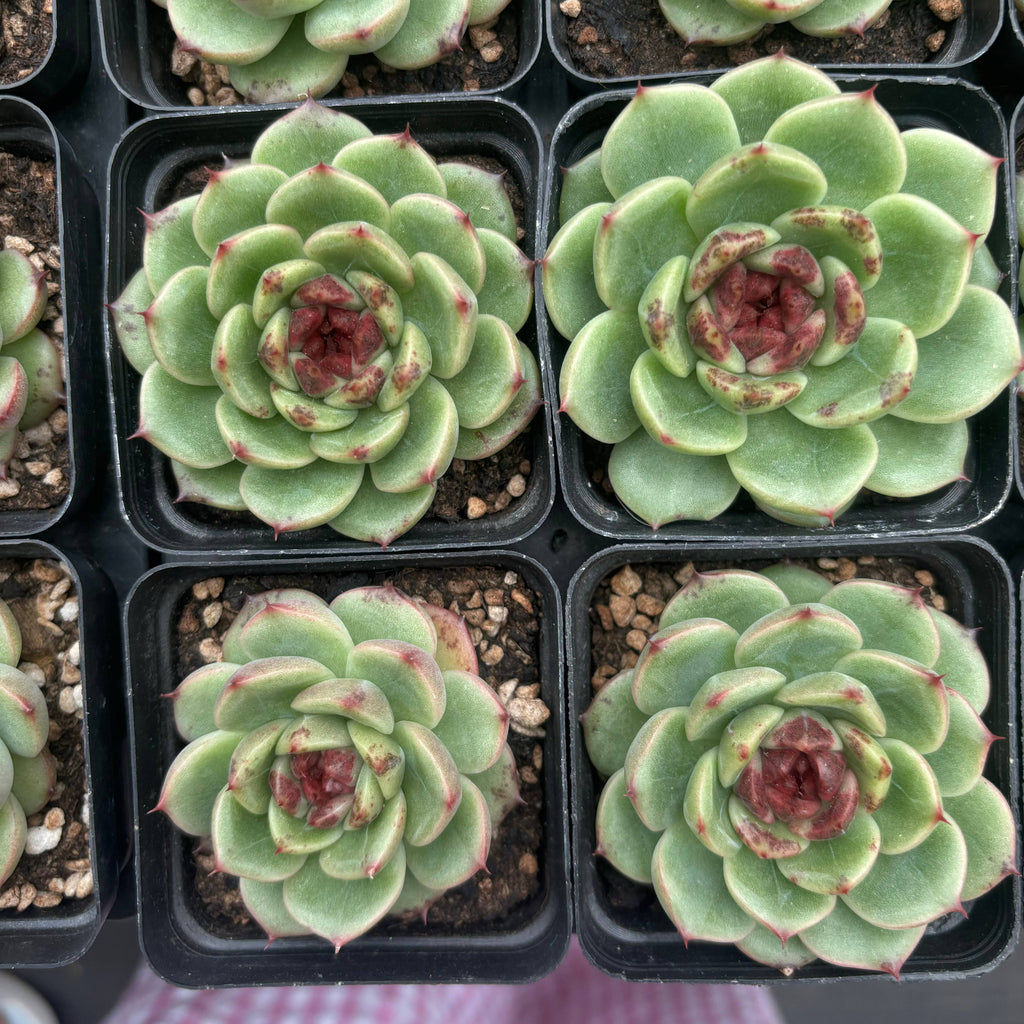 L014 エケベリアリフレッシングブリ ズ