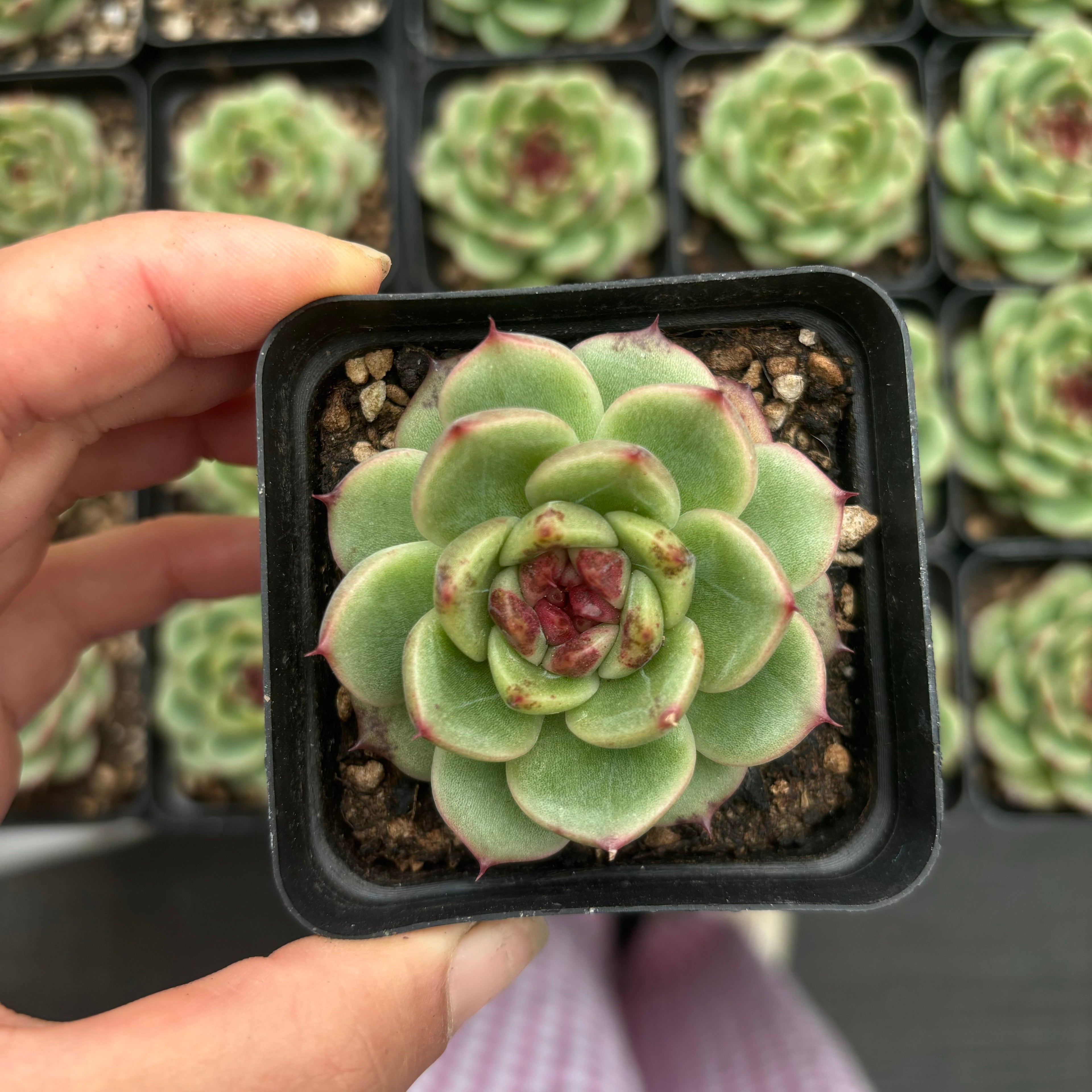 L014 エケベリアリフレッシングブリ ズ