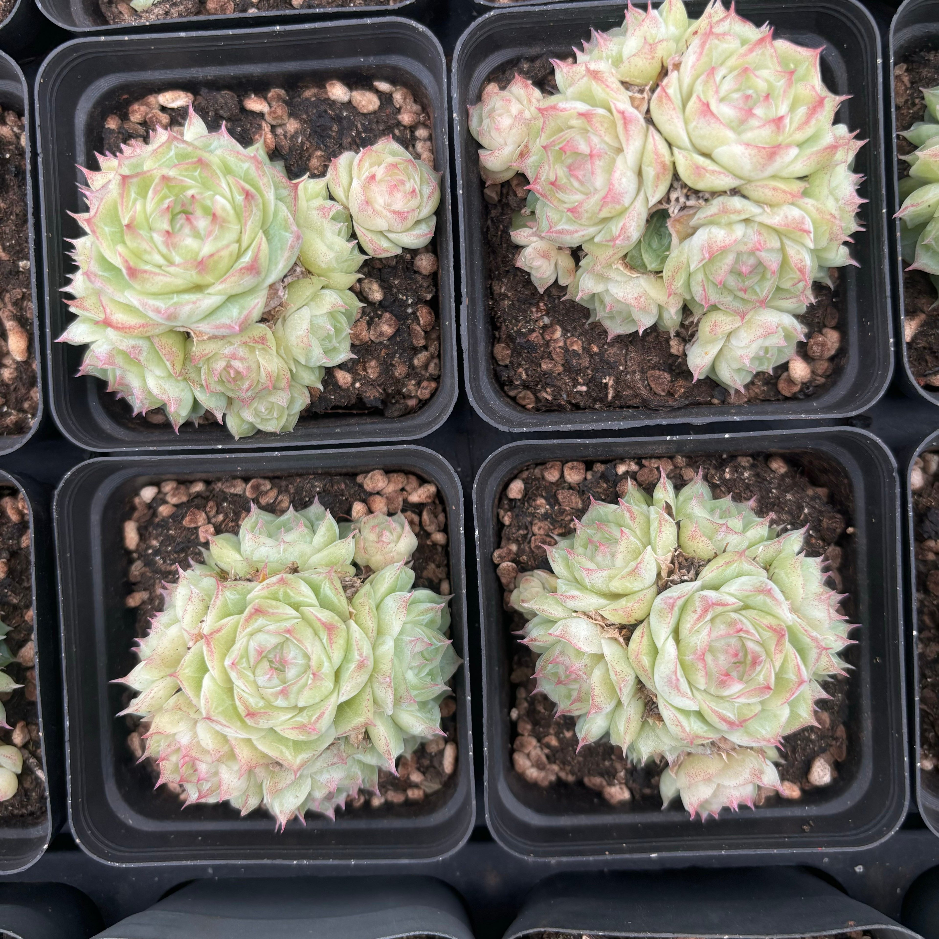 L015 エケベリア パンドラ