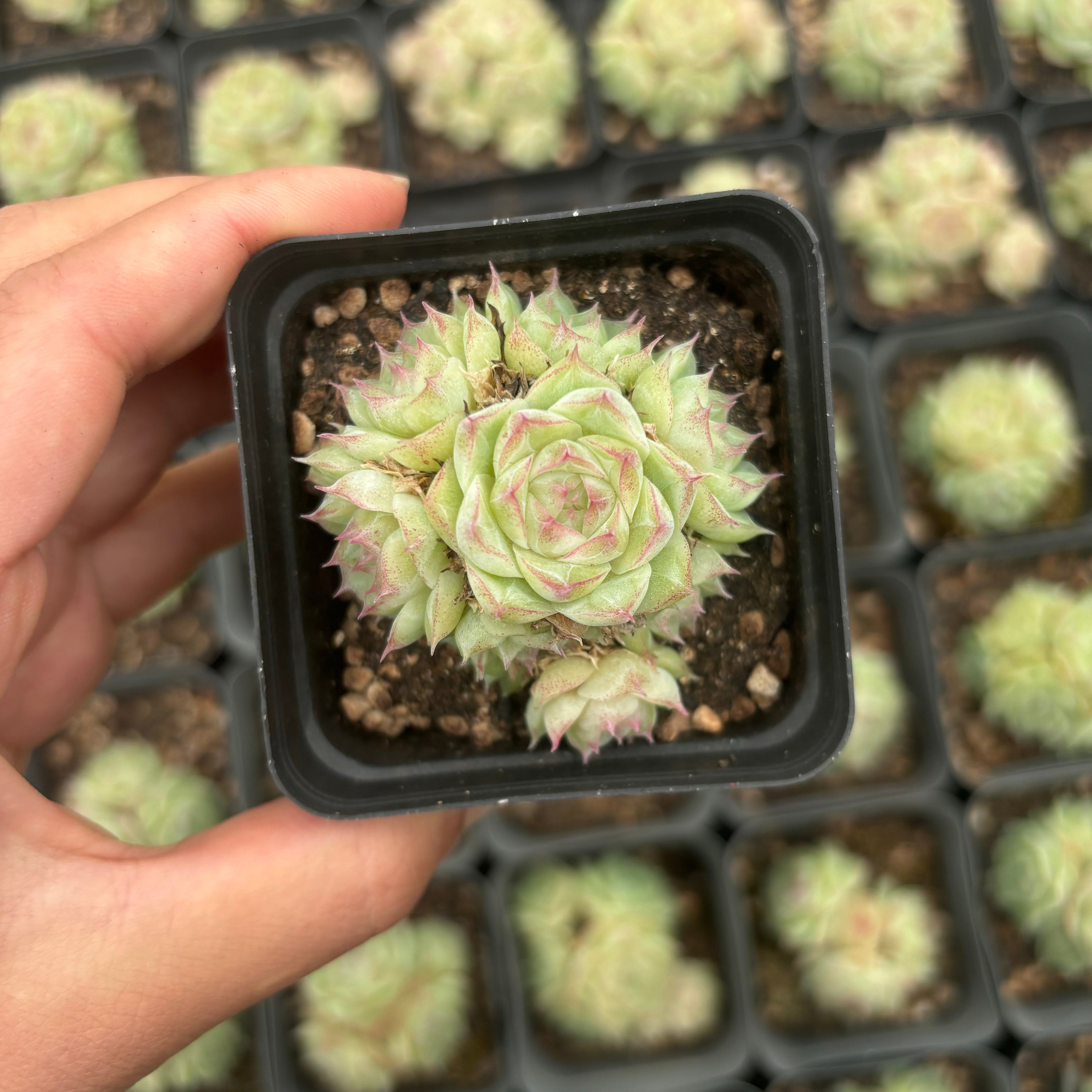 L015 エケベリア パンドラ