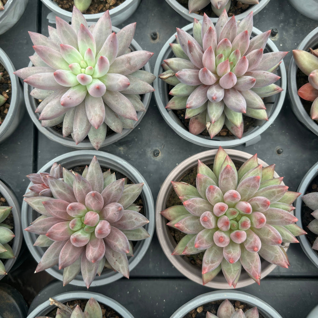 L016 エケベリア チェリーズ