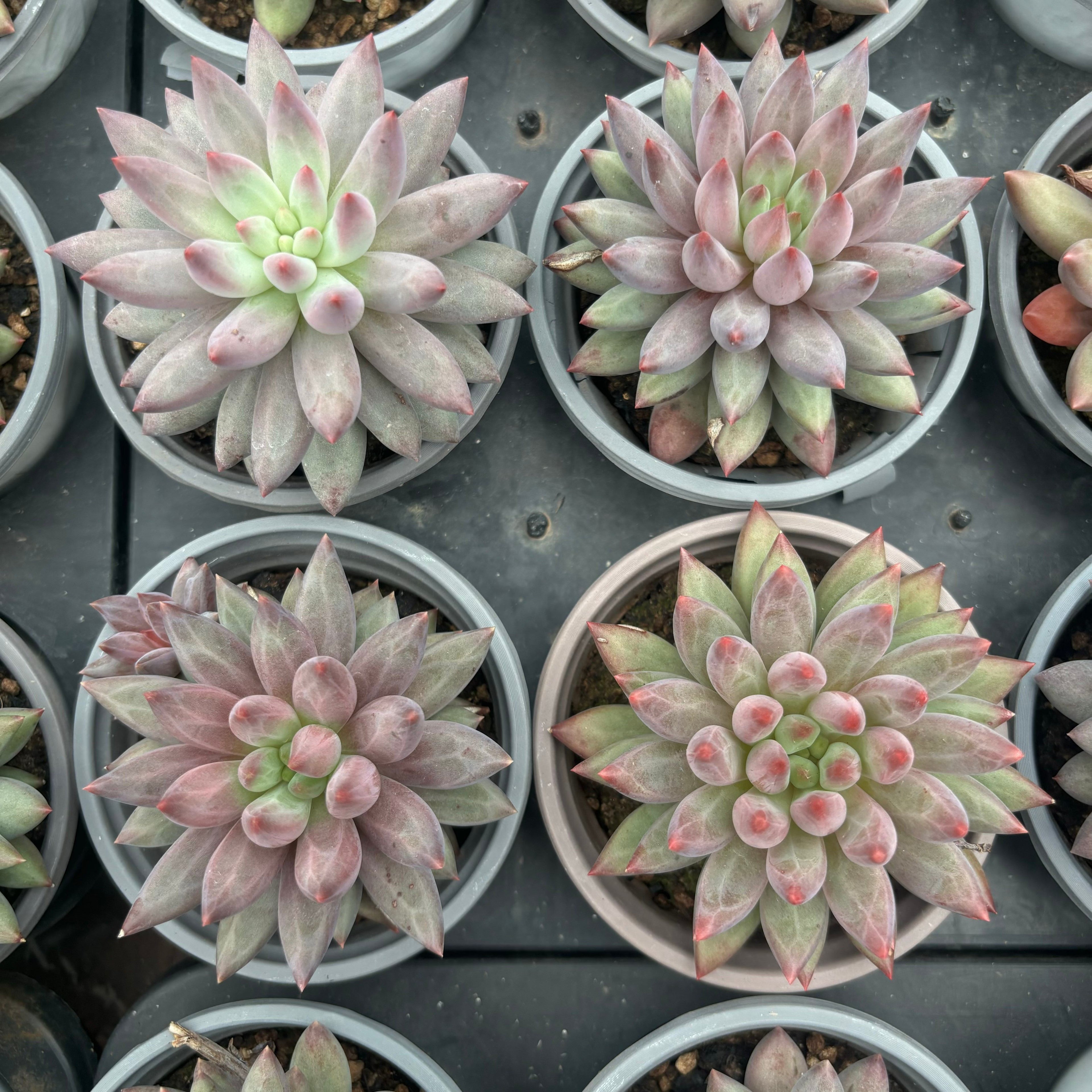 L016 エケベリア チェリーズ