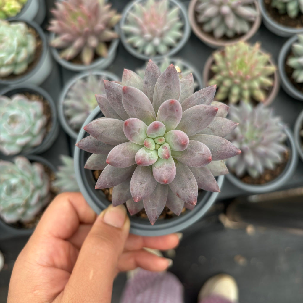 L016 エケベリア チェリーズ