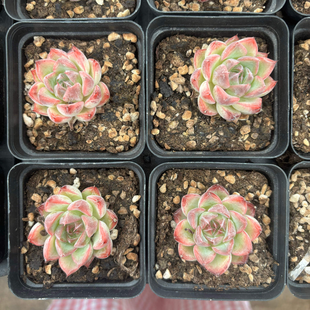 L021 エケベリア 271・ジェニー