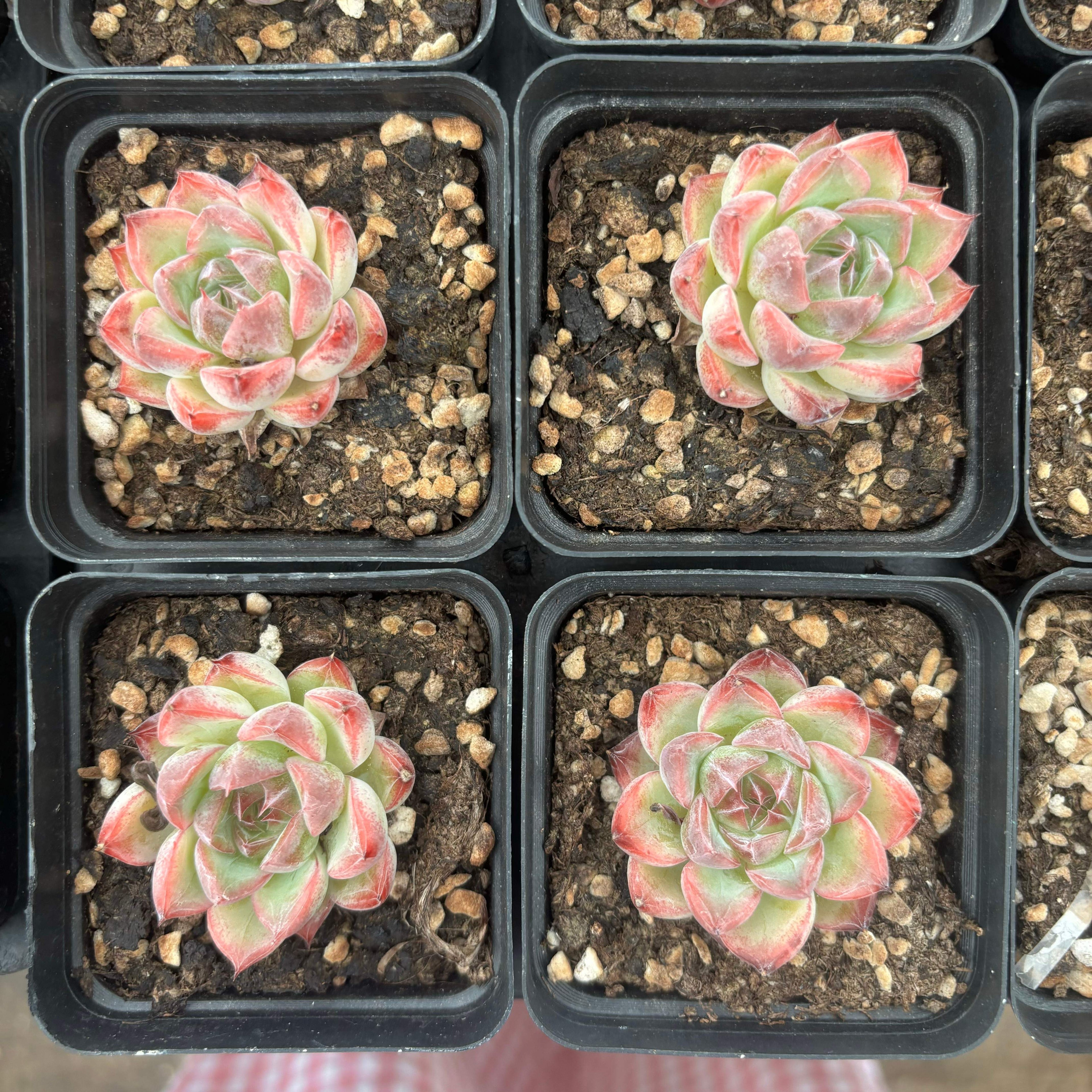 L021 エケベリア 271・ジェニー