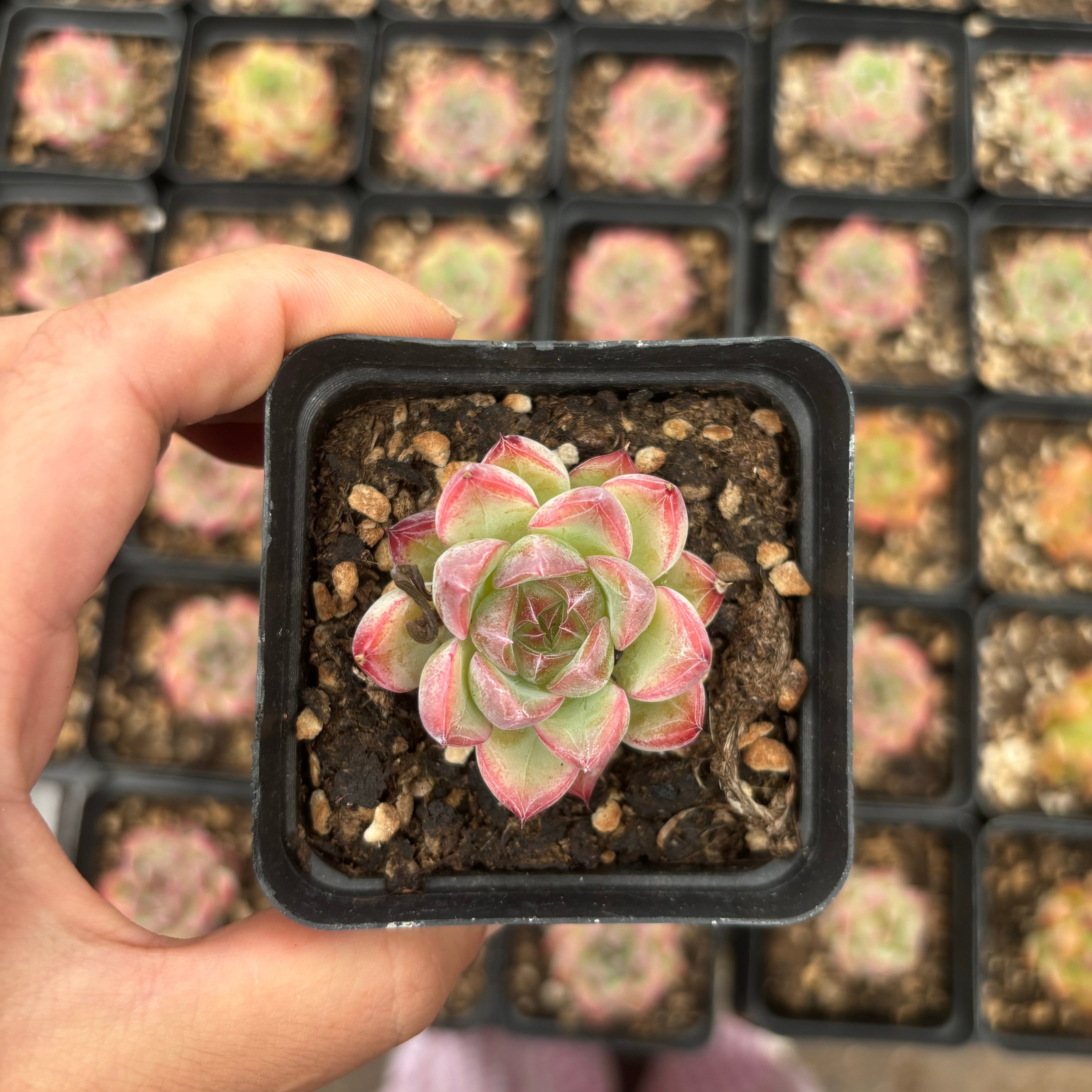 L021  271ジェニー エケベリア