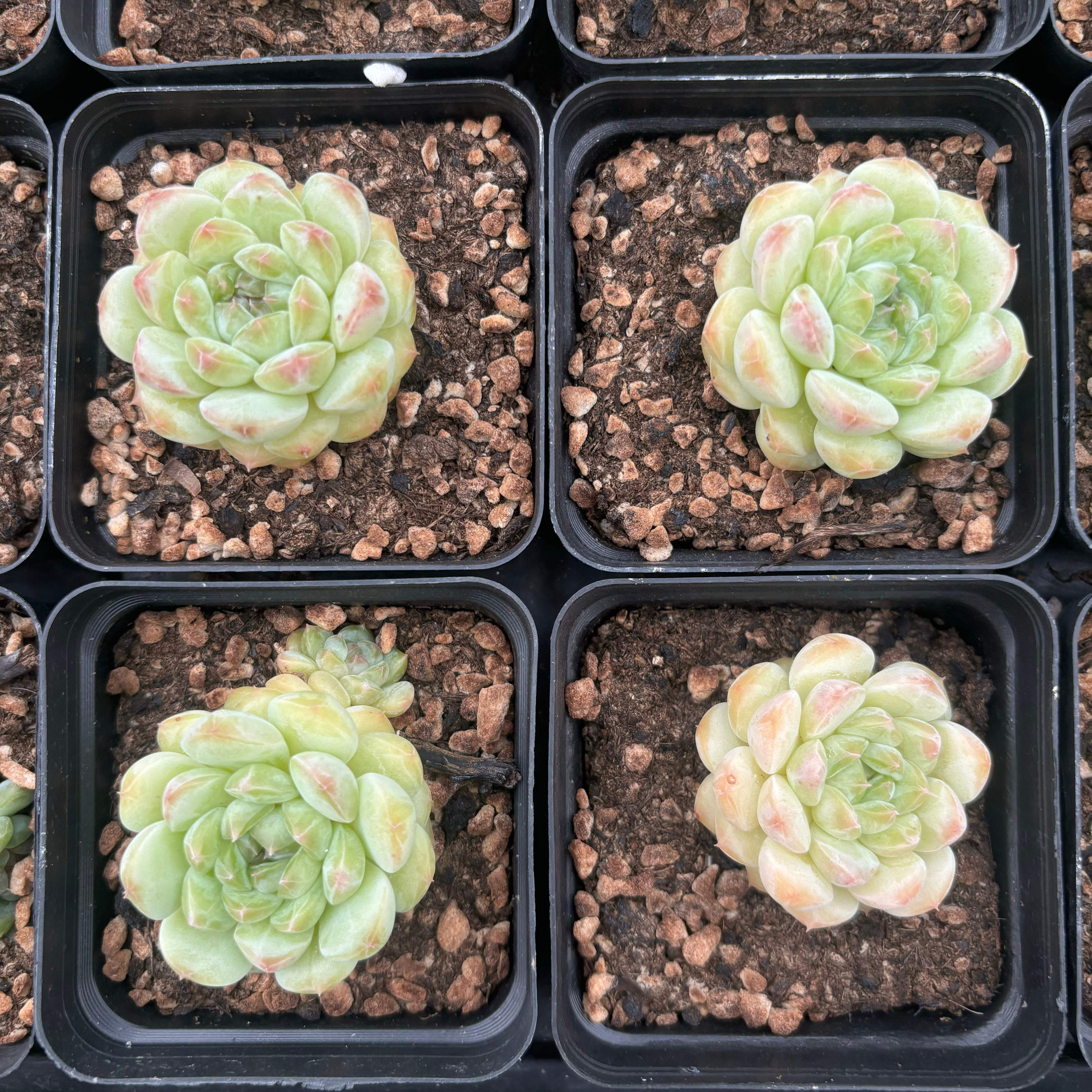 L022 エケベリア シャンゲ ジェニー