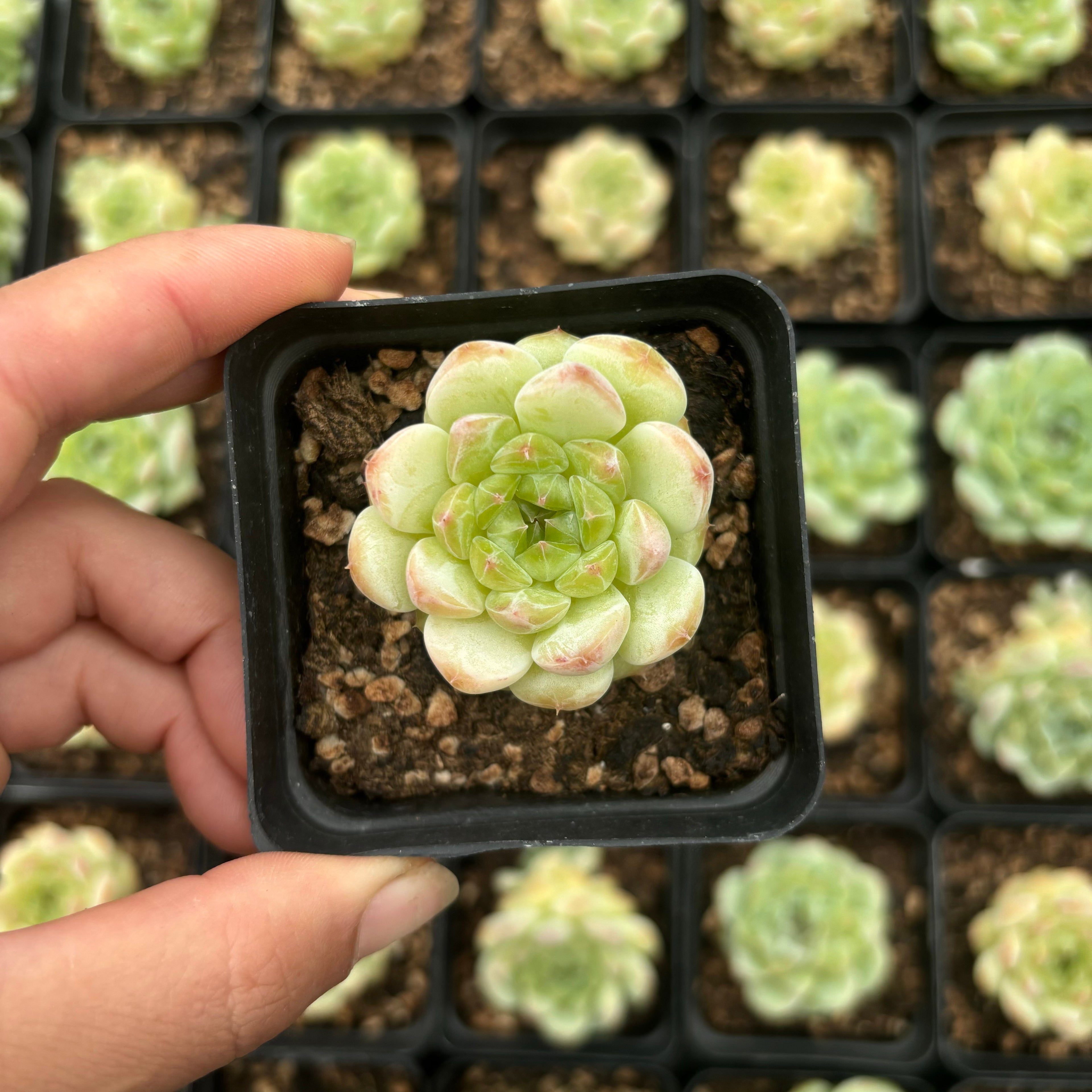 L022 エケベリア シャンゲ ジェニー