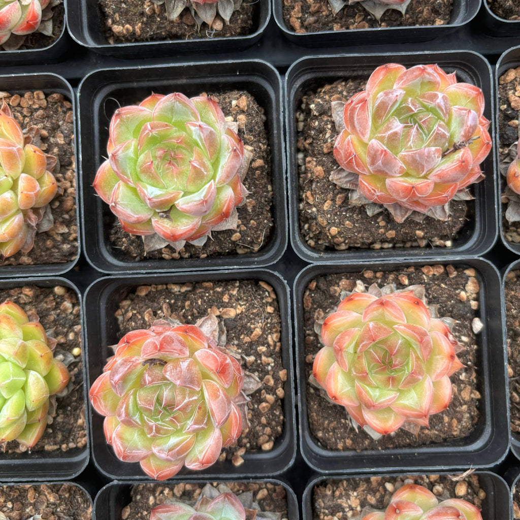 L025 エケベリア ダイヤモンド