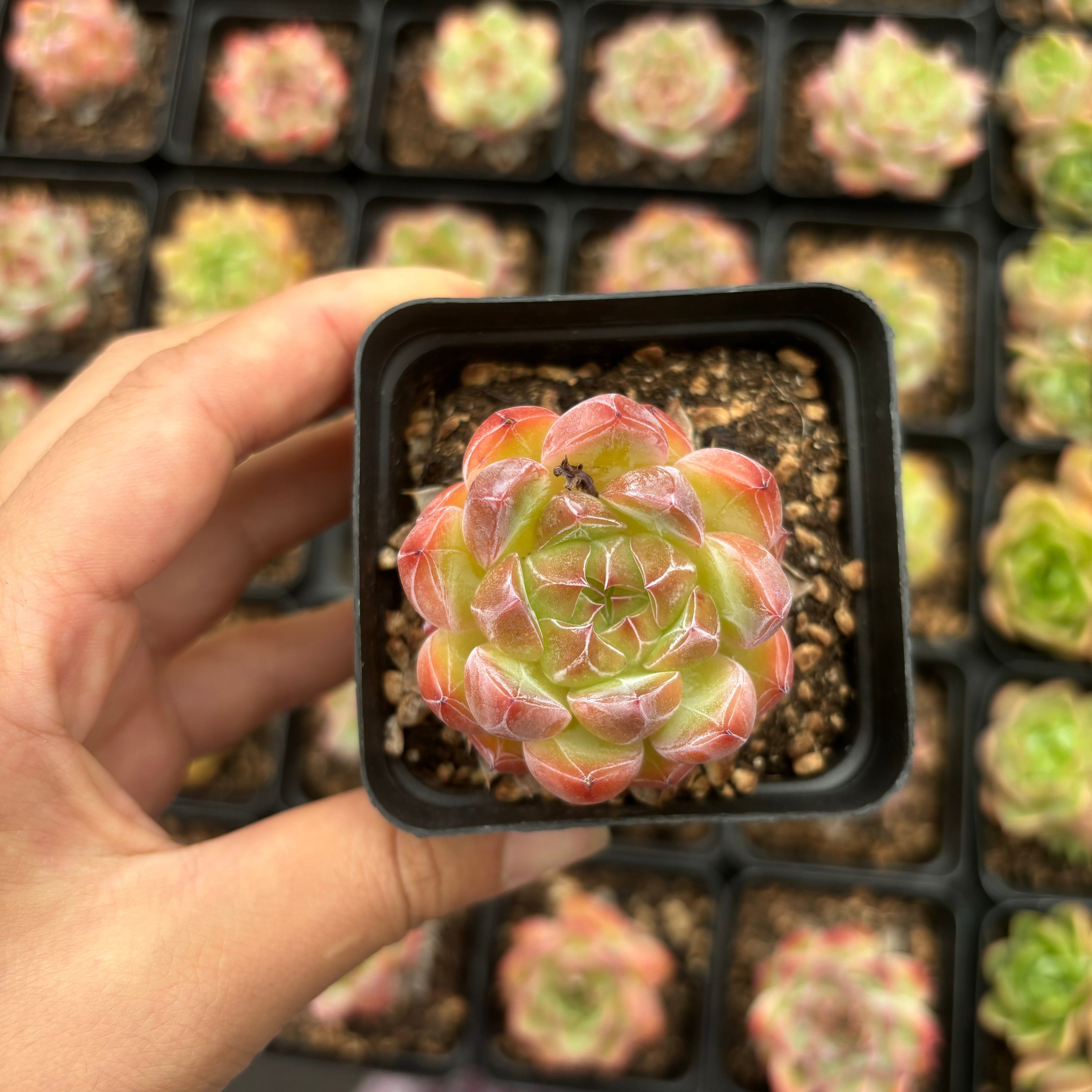 L025 エケベリア ダイヤモンド