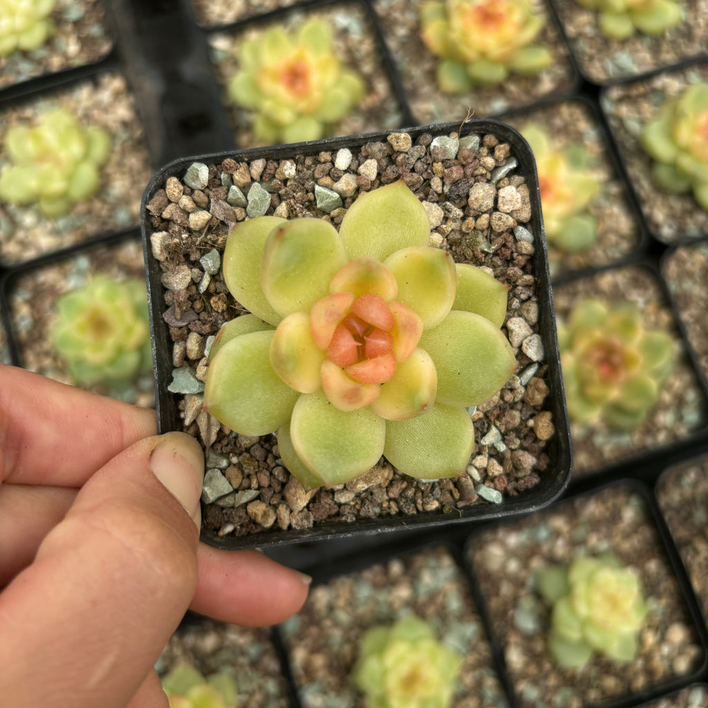 L027 エケベリア エセリアル