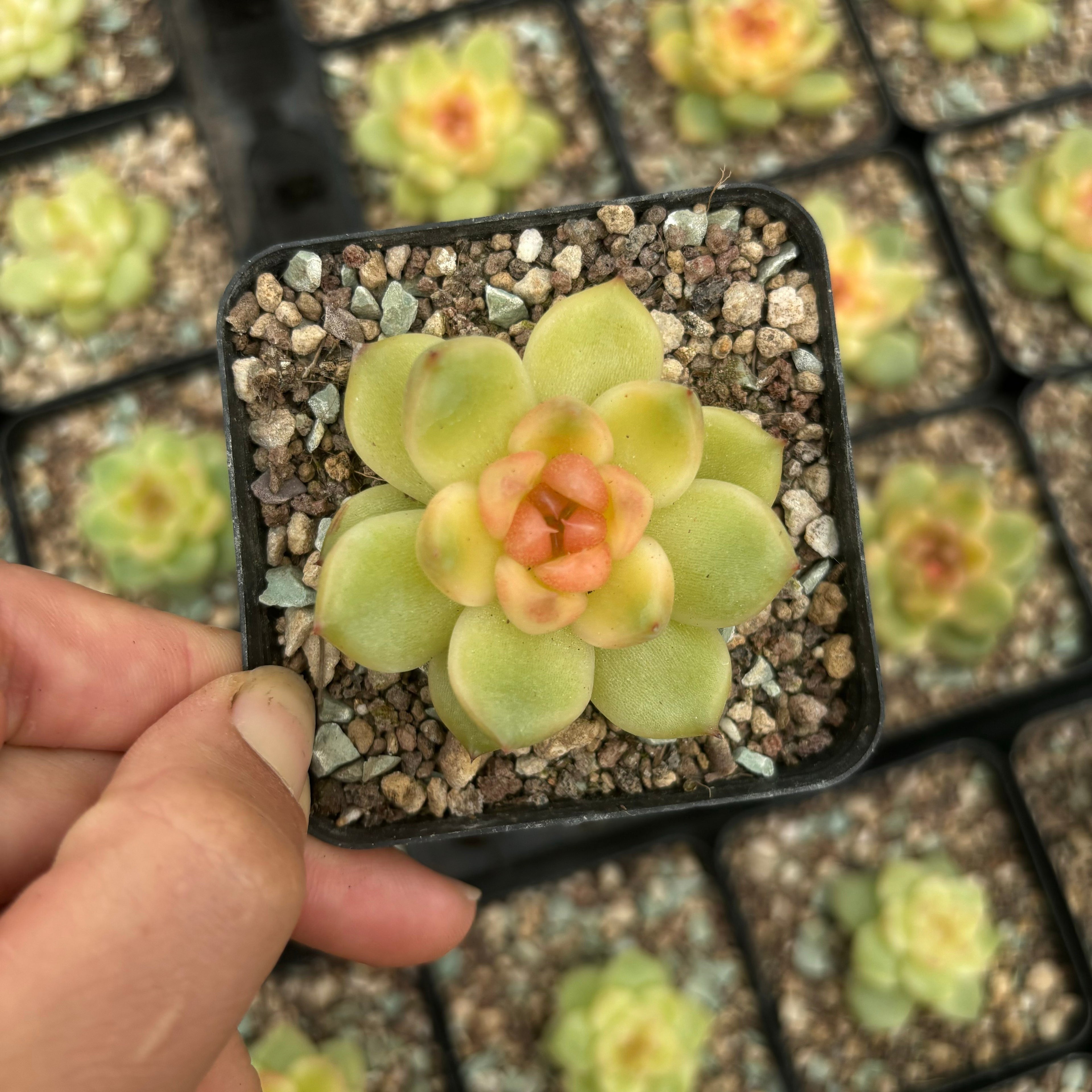 L027 エケベリア エセリアル