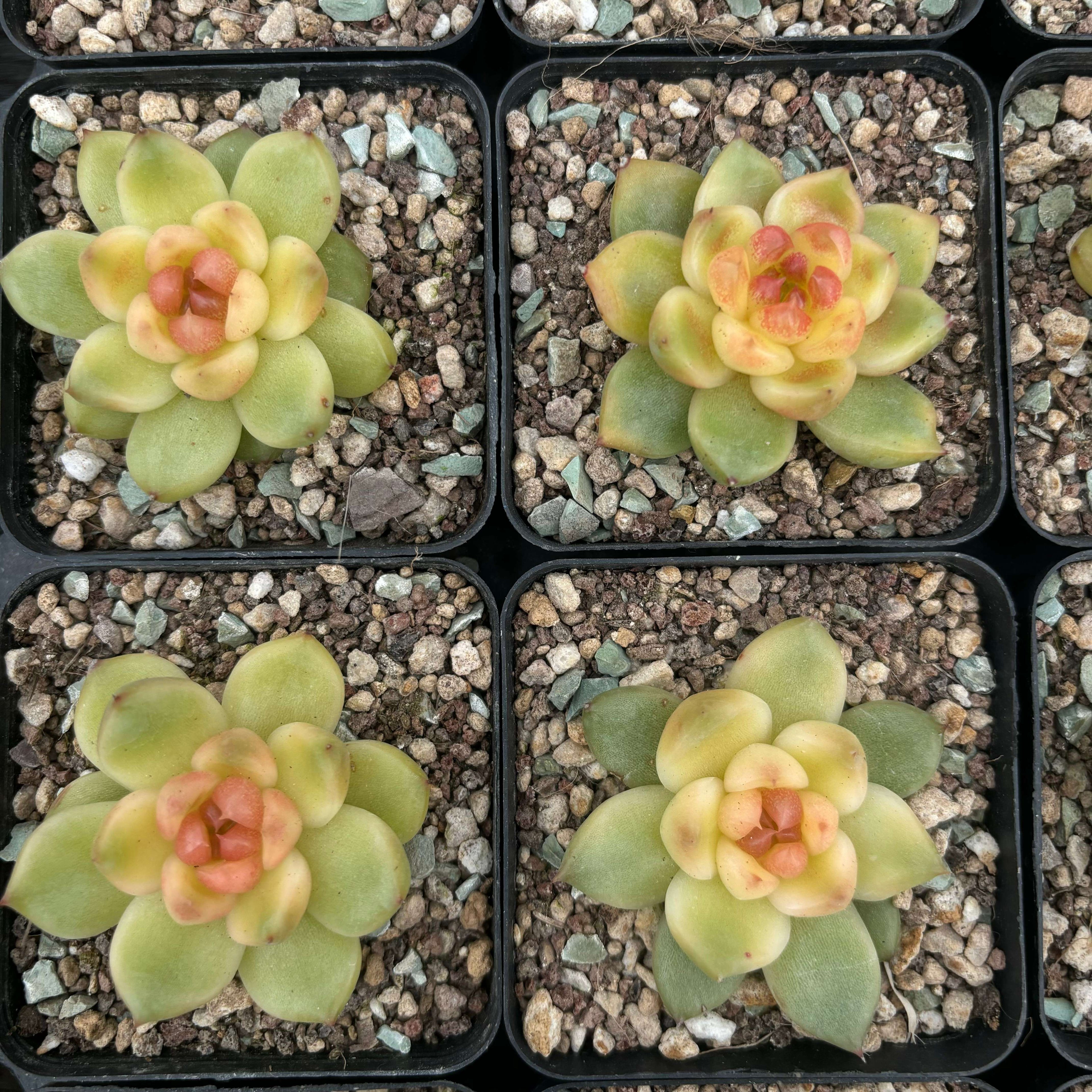 L027 エケベリア エセリアル