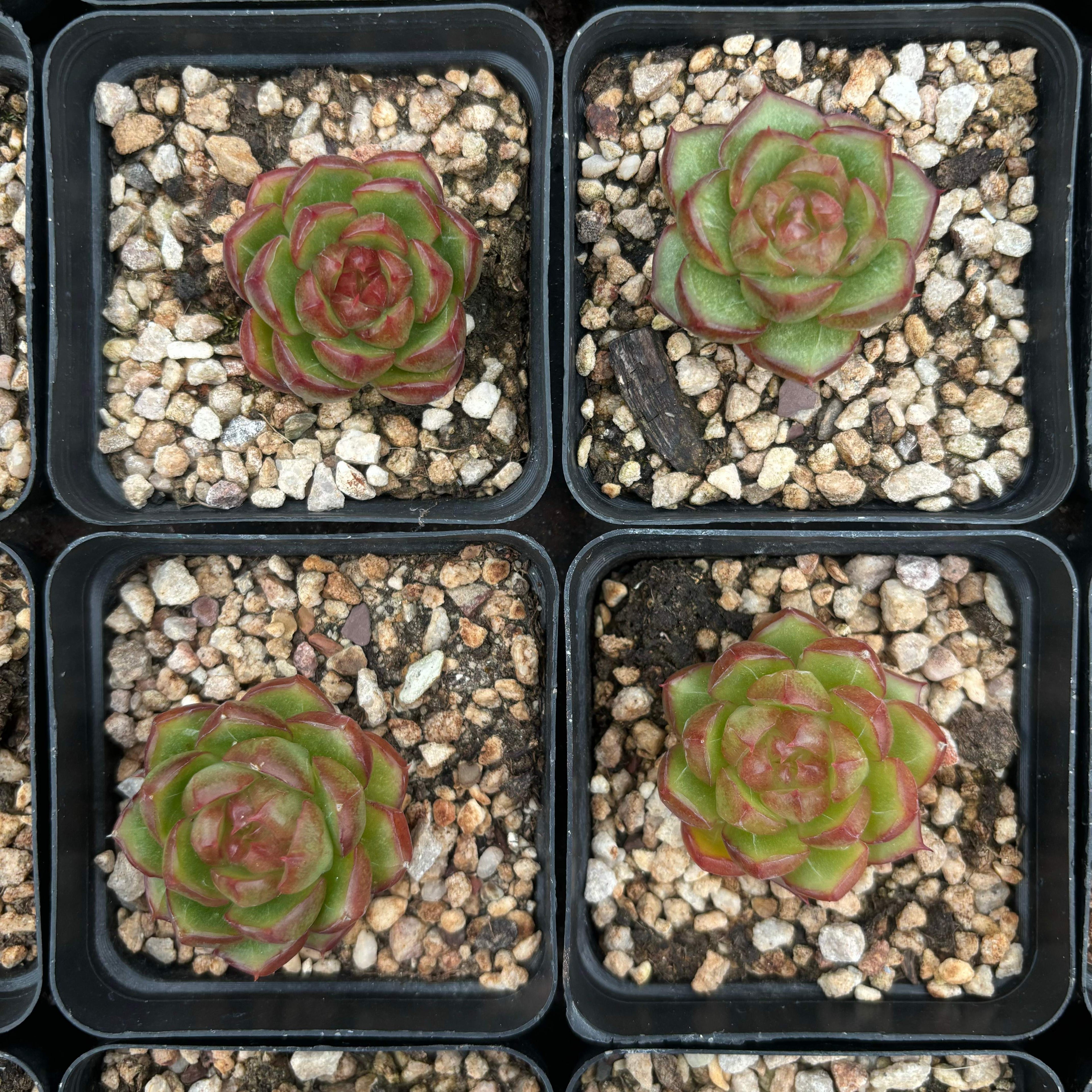 L029 エケベリアジェリ ジェニ